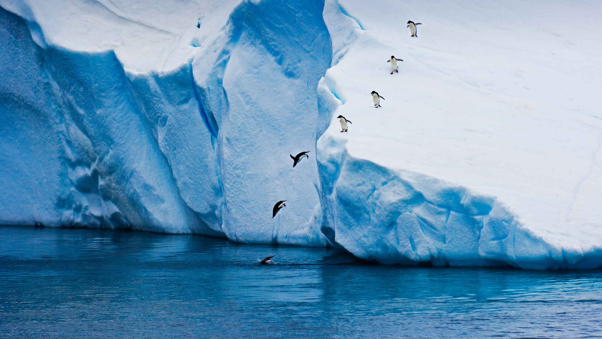 可爱企鹅冰山跃入水中5k壁纸