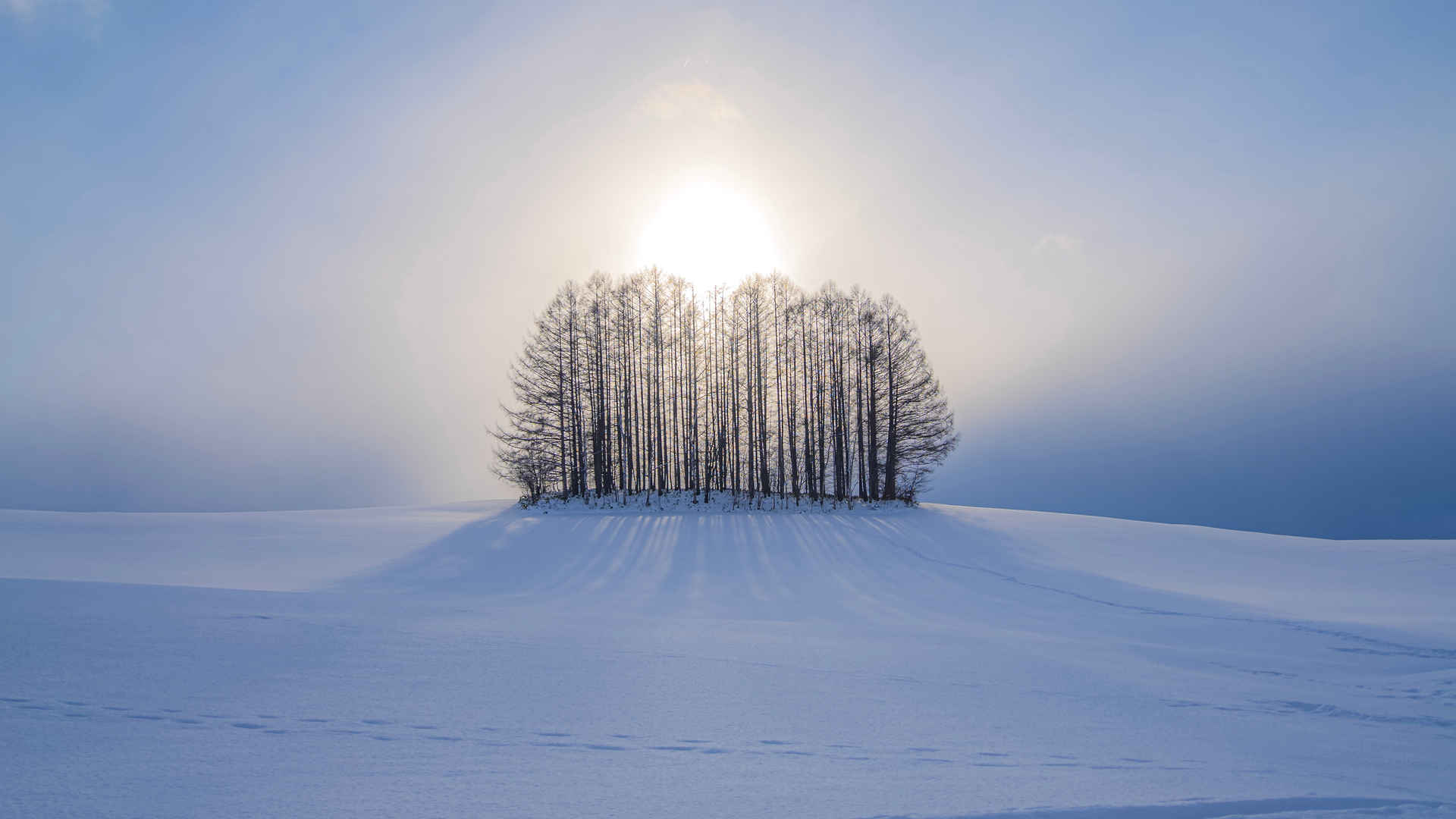 雪景树图片大全唯美