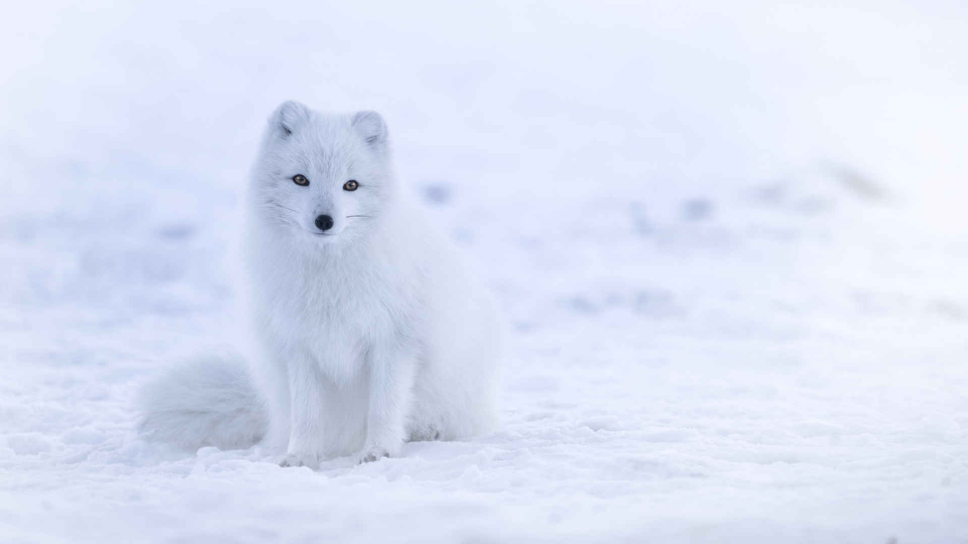 高清北极狐图片-