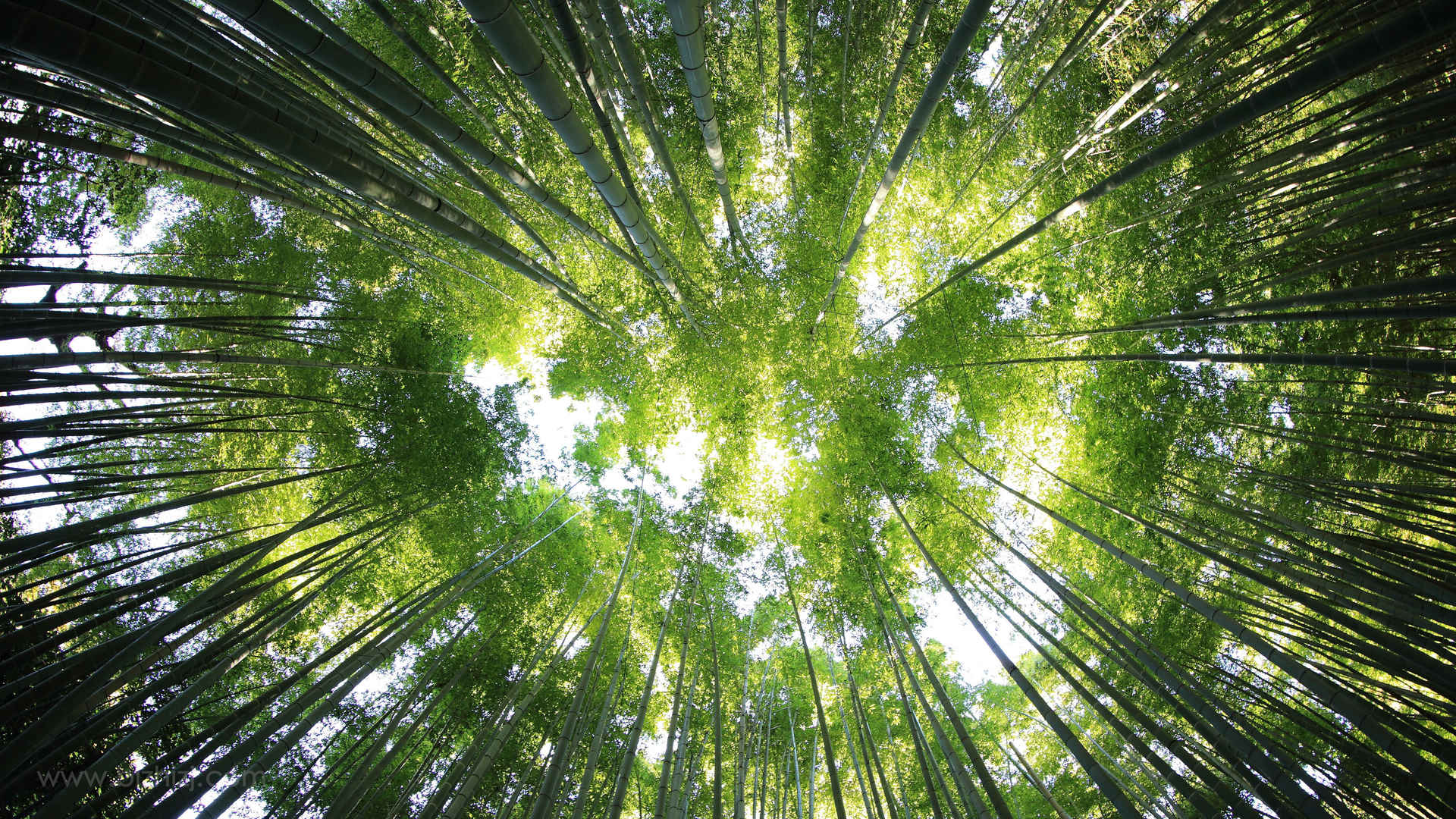 优美竹林最好的微信护眼绿图片