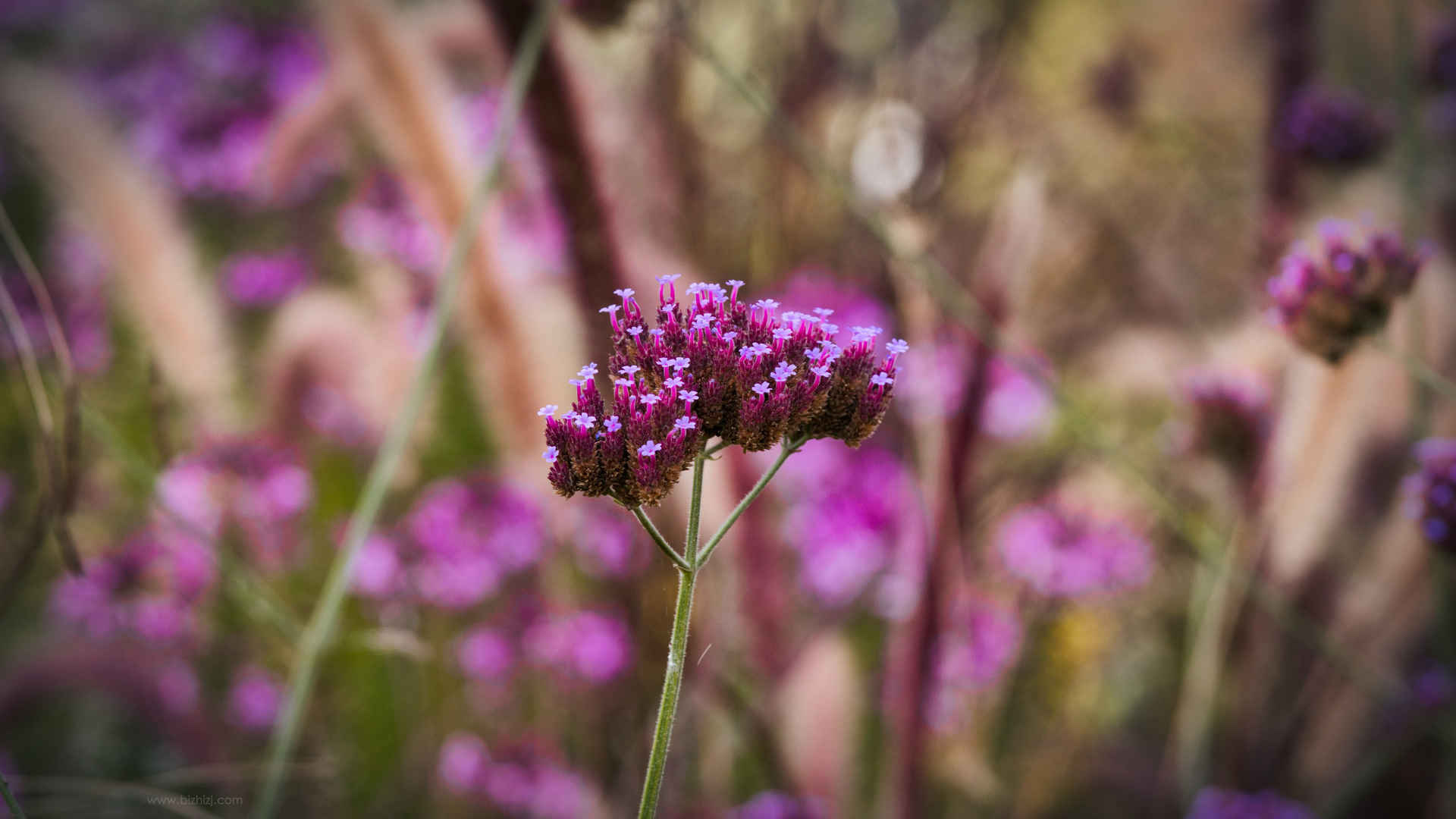 紫色柳叶马鞭草网红超仙背景图-