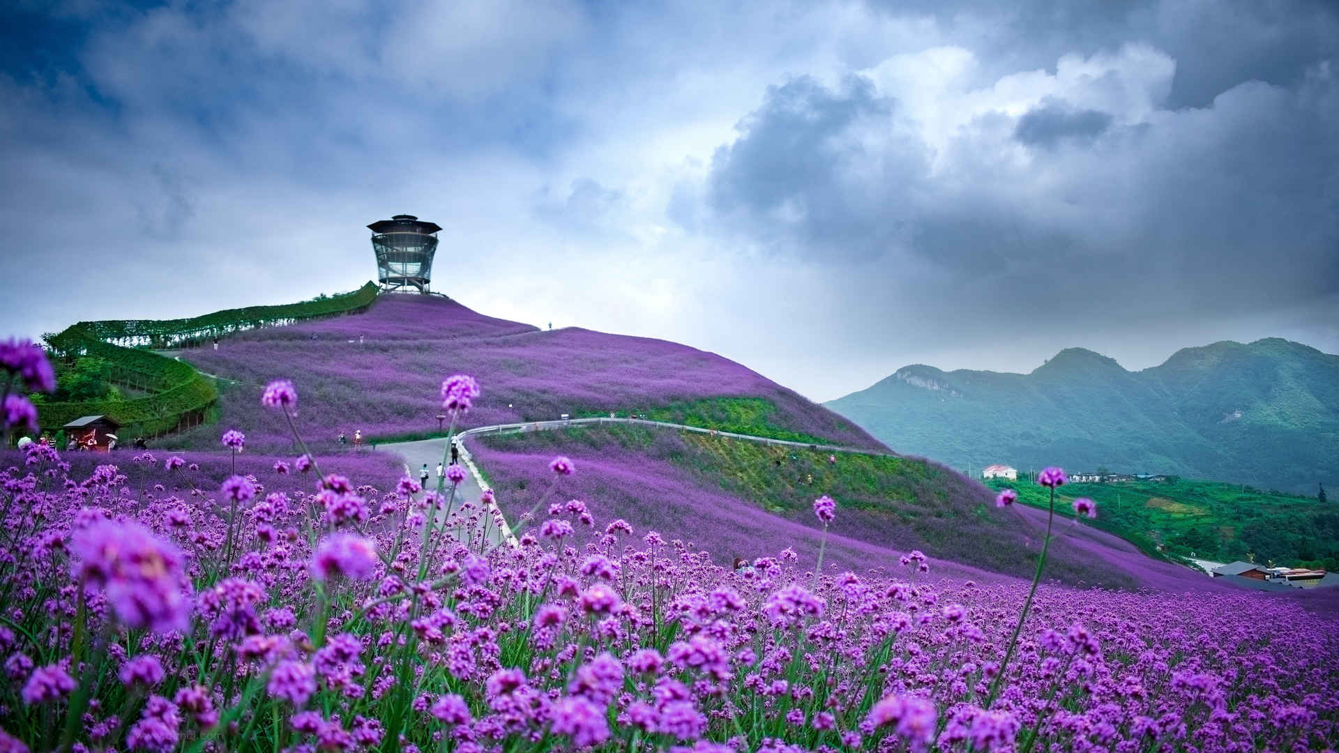 紫色柳叶马鞭草网红超仙背景图