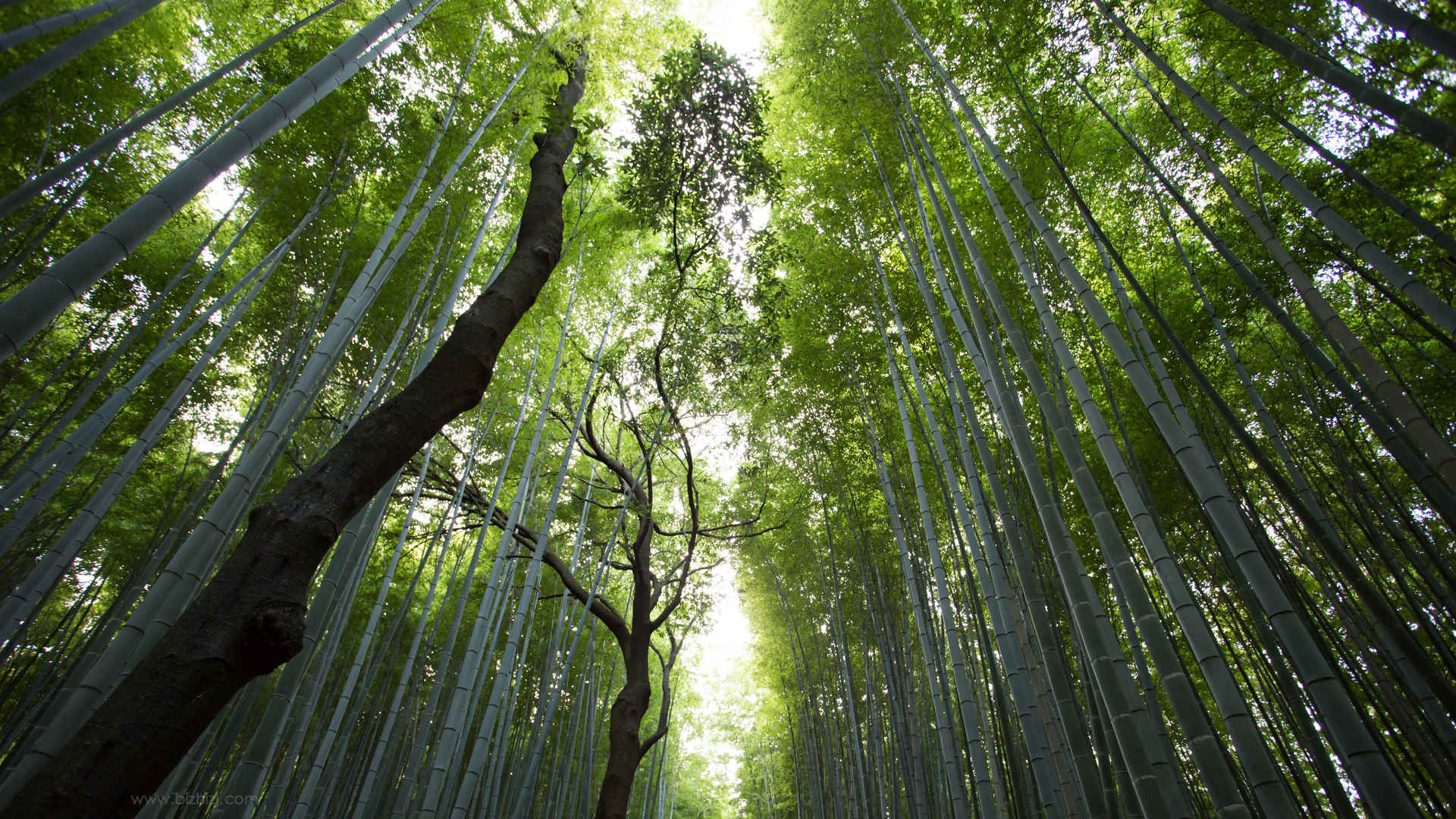 竹林壁纸绿色风景唯美意境图片-