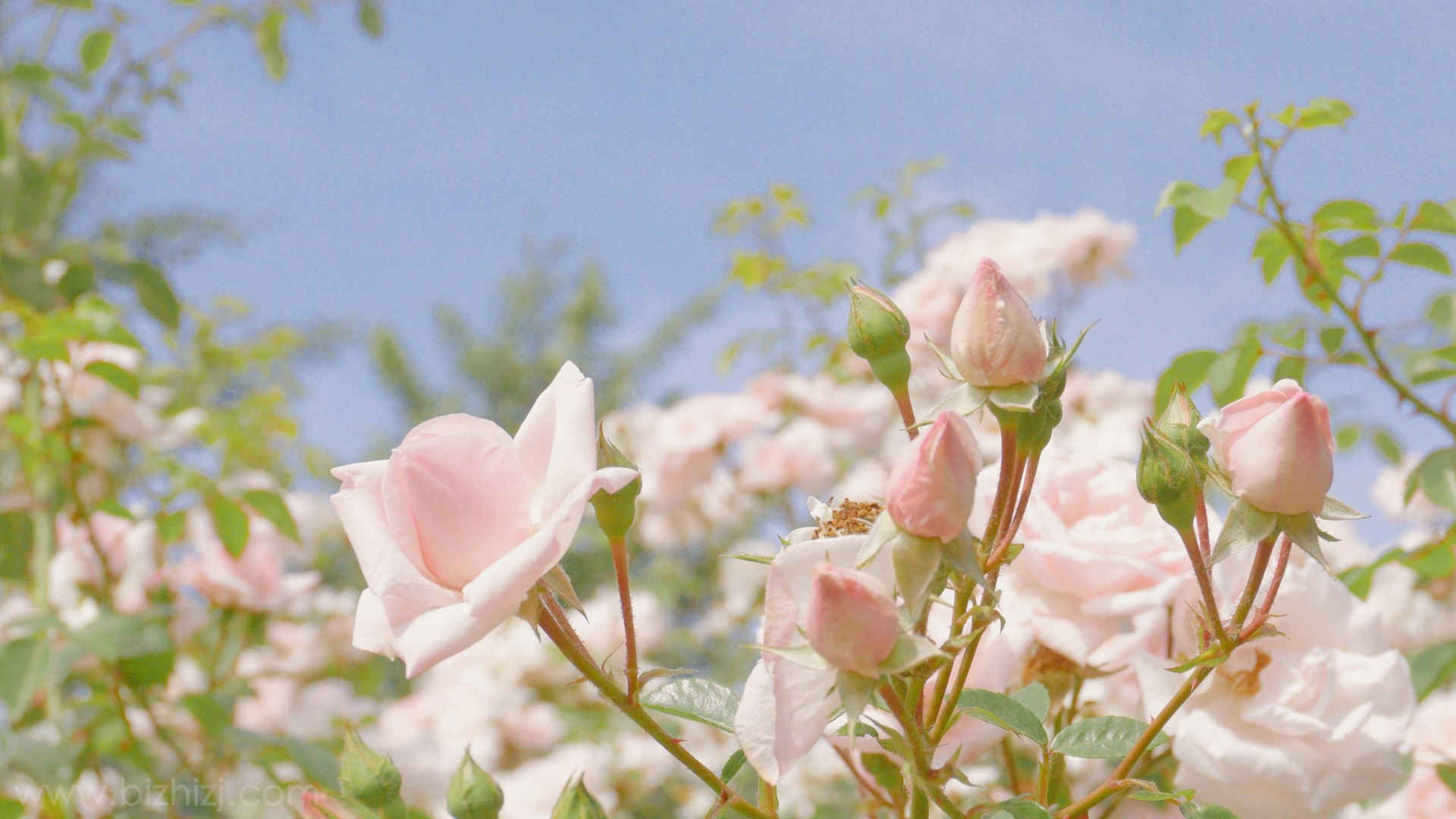 粉嫩的月季花唯美花朵高清壁纸-