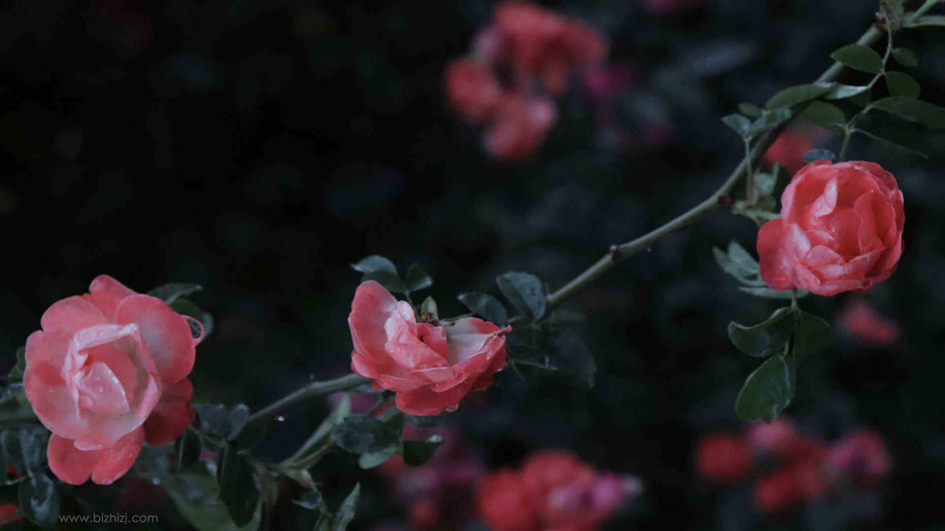 盛开的蔷薇超好看唯美花朵图片-