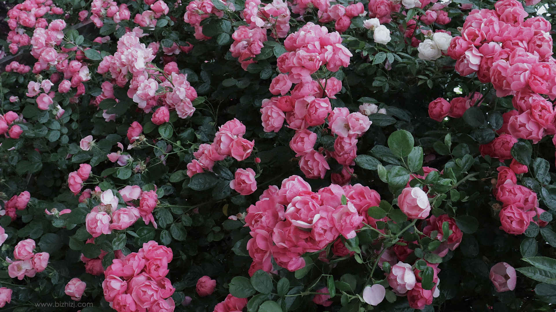 盛开的蔷薇超好看唯美花朵图片