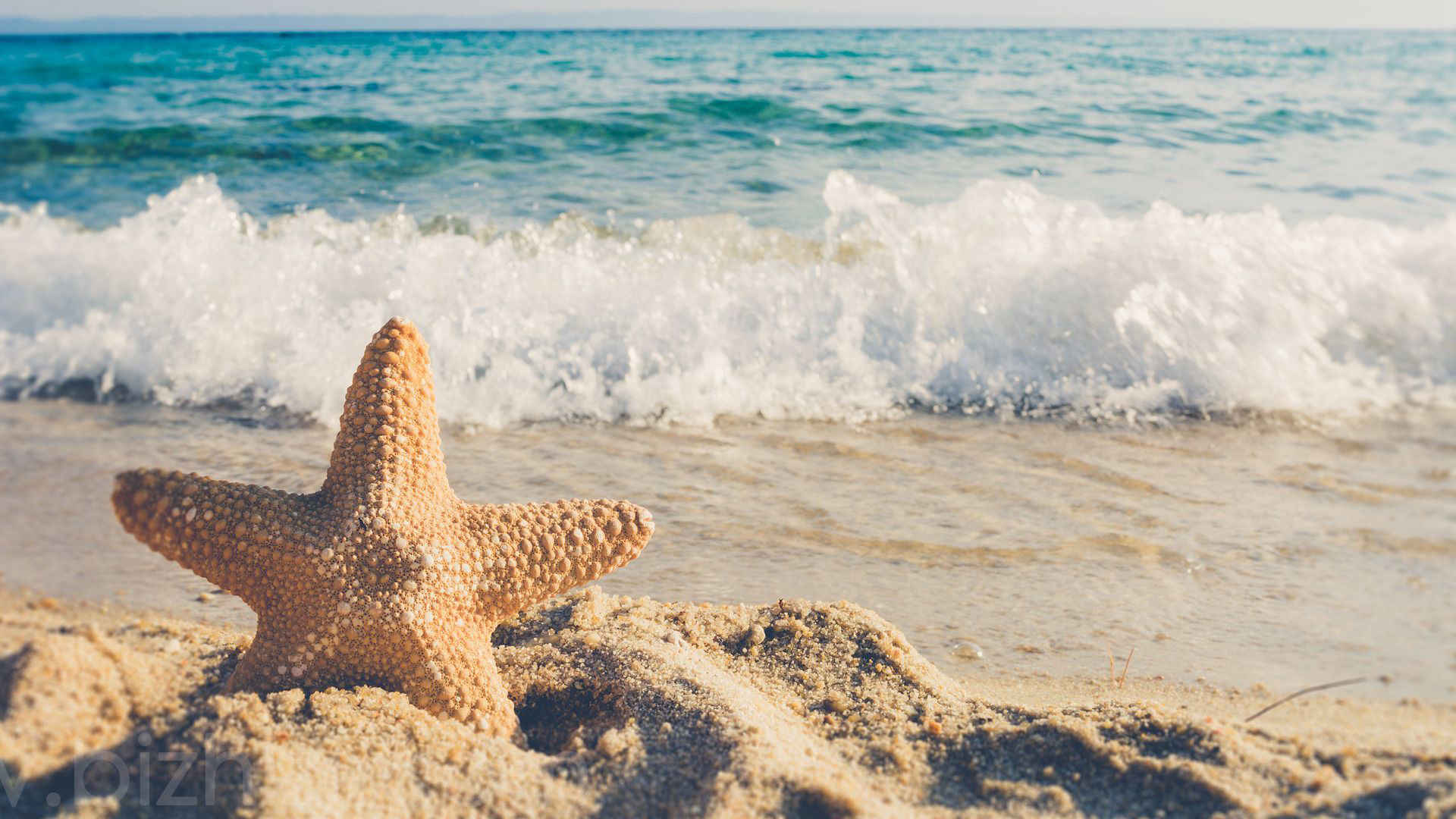 海边沙滩里的海星，贝壳等唯美静物摄影桌面壁纸图片