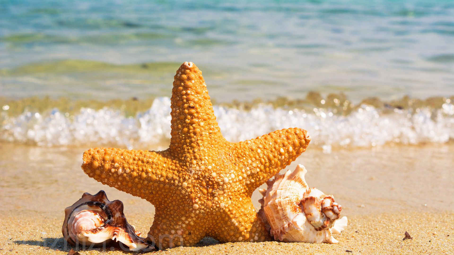 海边沙滩里的海星，贝壳等唯美静物摄影桌面壁纸图片