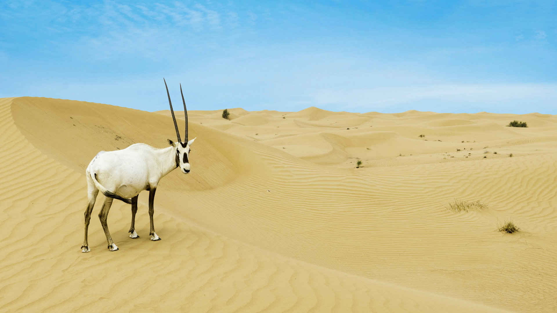 沙漠地带的长角羚羊高清壁纸-
