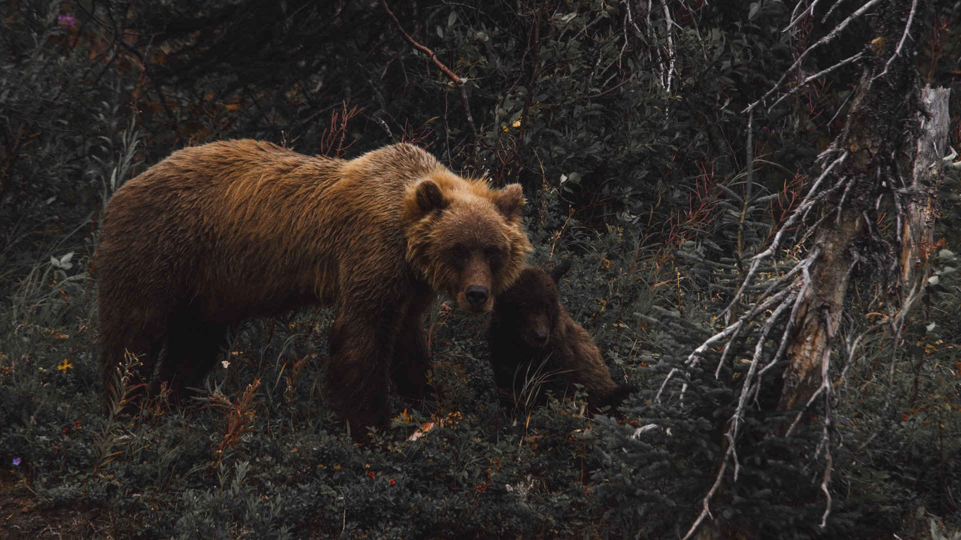 森林里觅食的棕熊高清4K电脑壁纸-