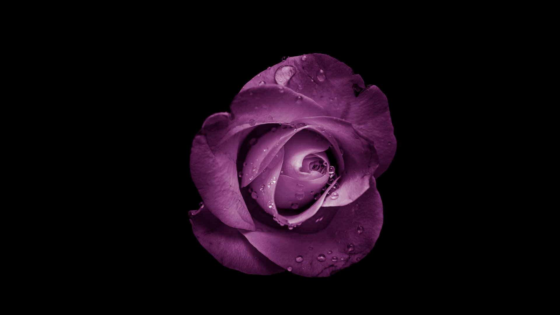 唯美静物摄影紫色的玫瑰高清壁纸-
