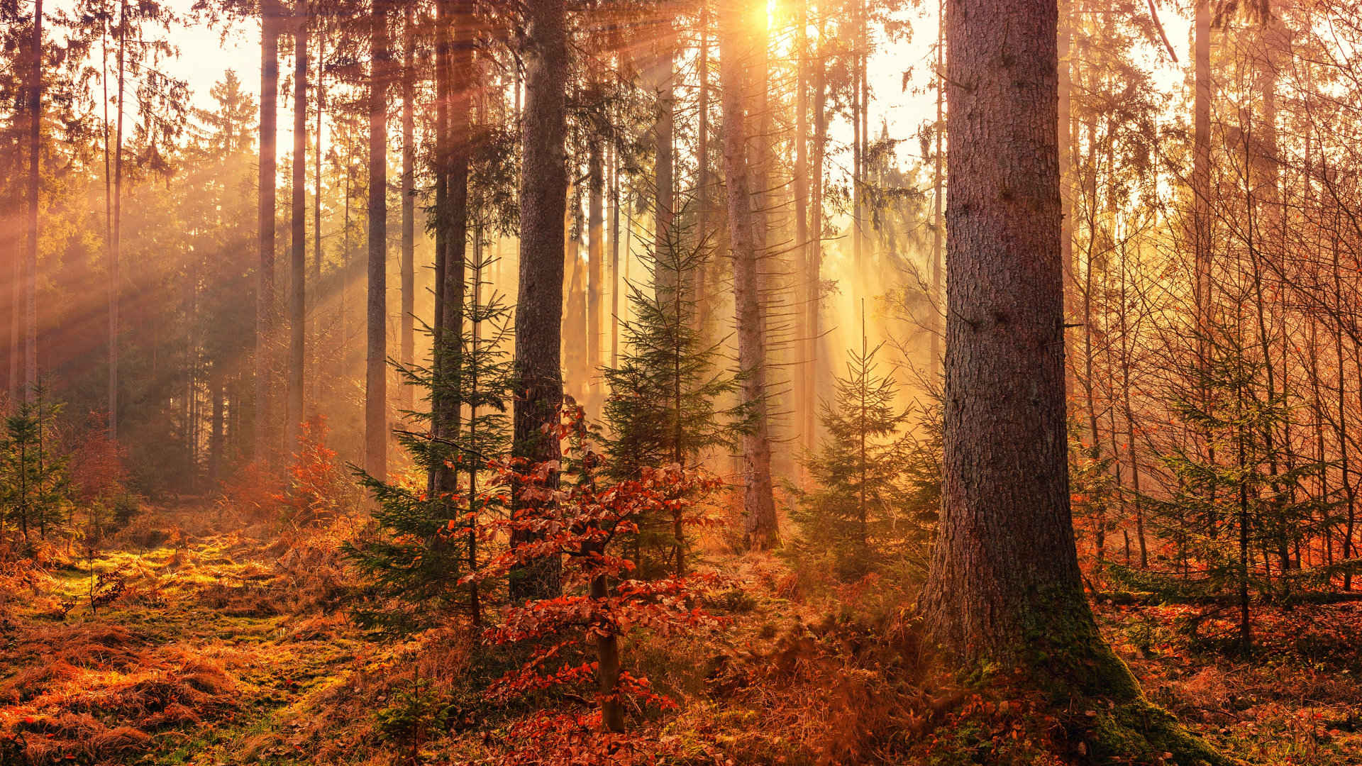 阳光照射过茂密的树林风景壁纸-