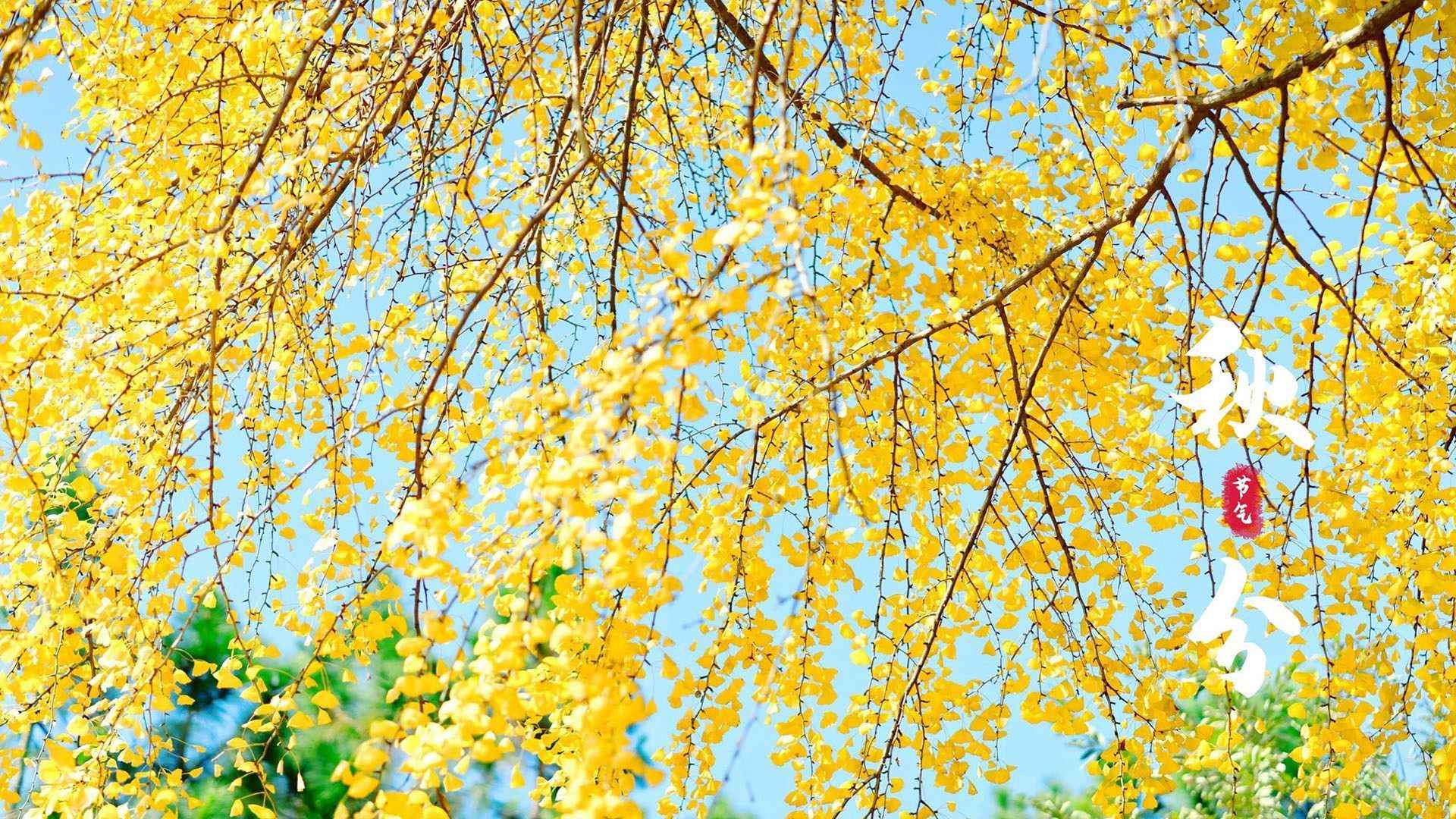 入目金黄超美银杏树，树叶，落叶为主题的二十四节气秋分壁纸-