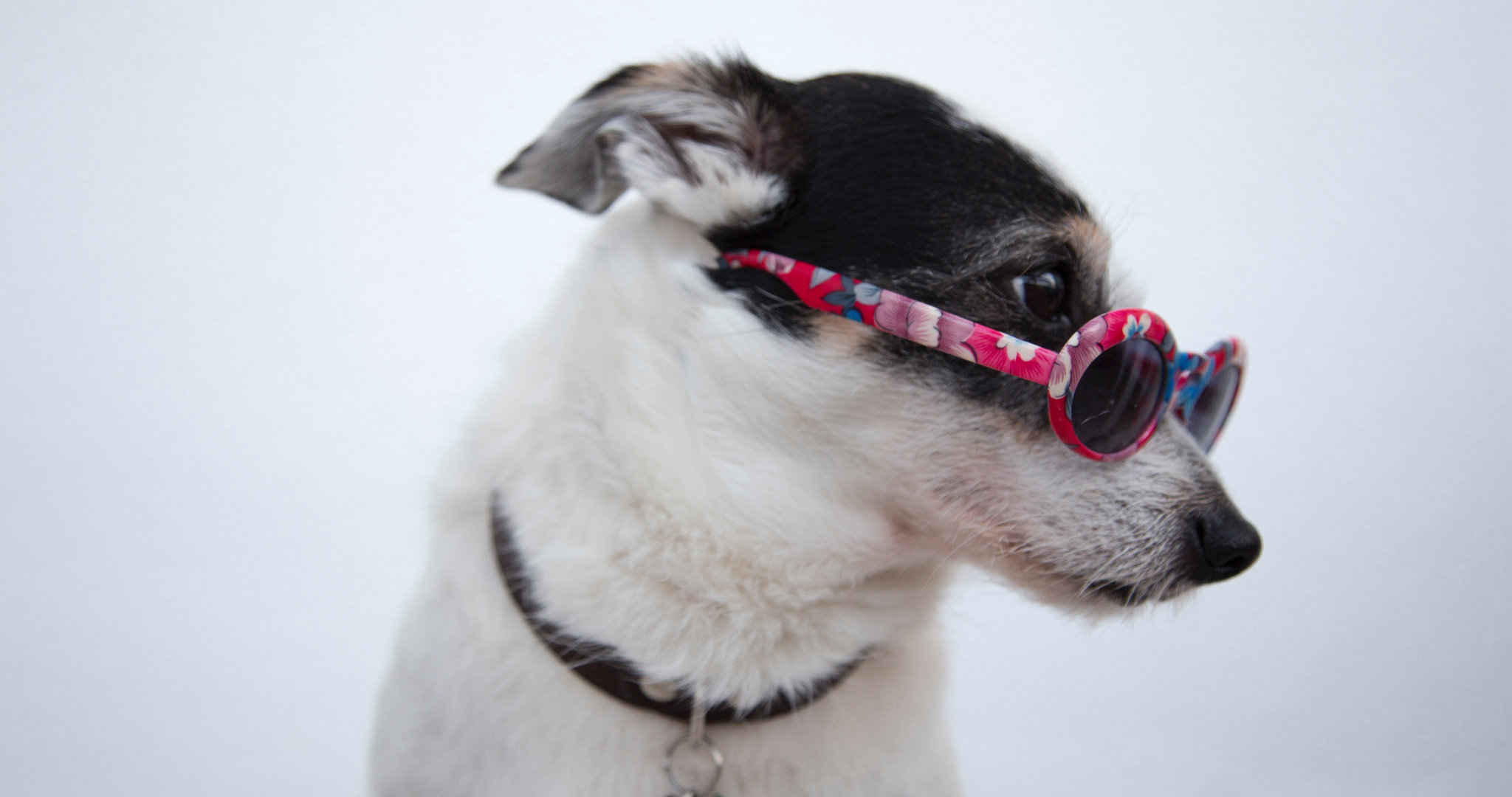 戴墨镜酷酷的宠物狗写真摄影高清壁纸-