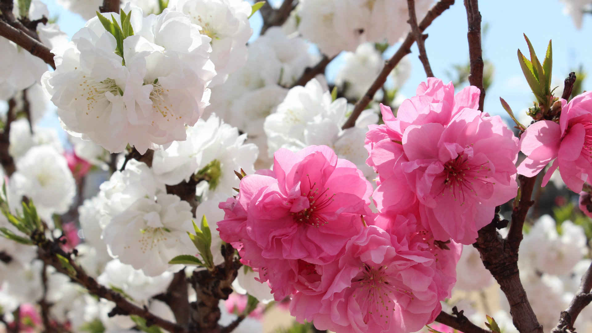 白色和粉色樱花鲜花背景图片 唯美-