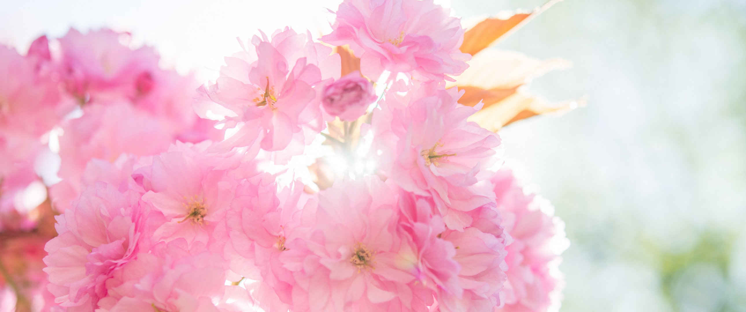 清新的粉红色关山樱花朵图片-