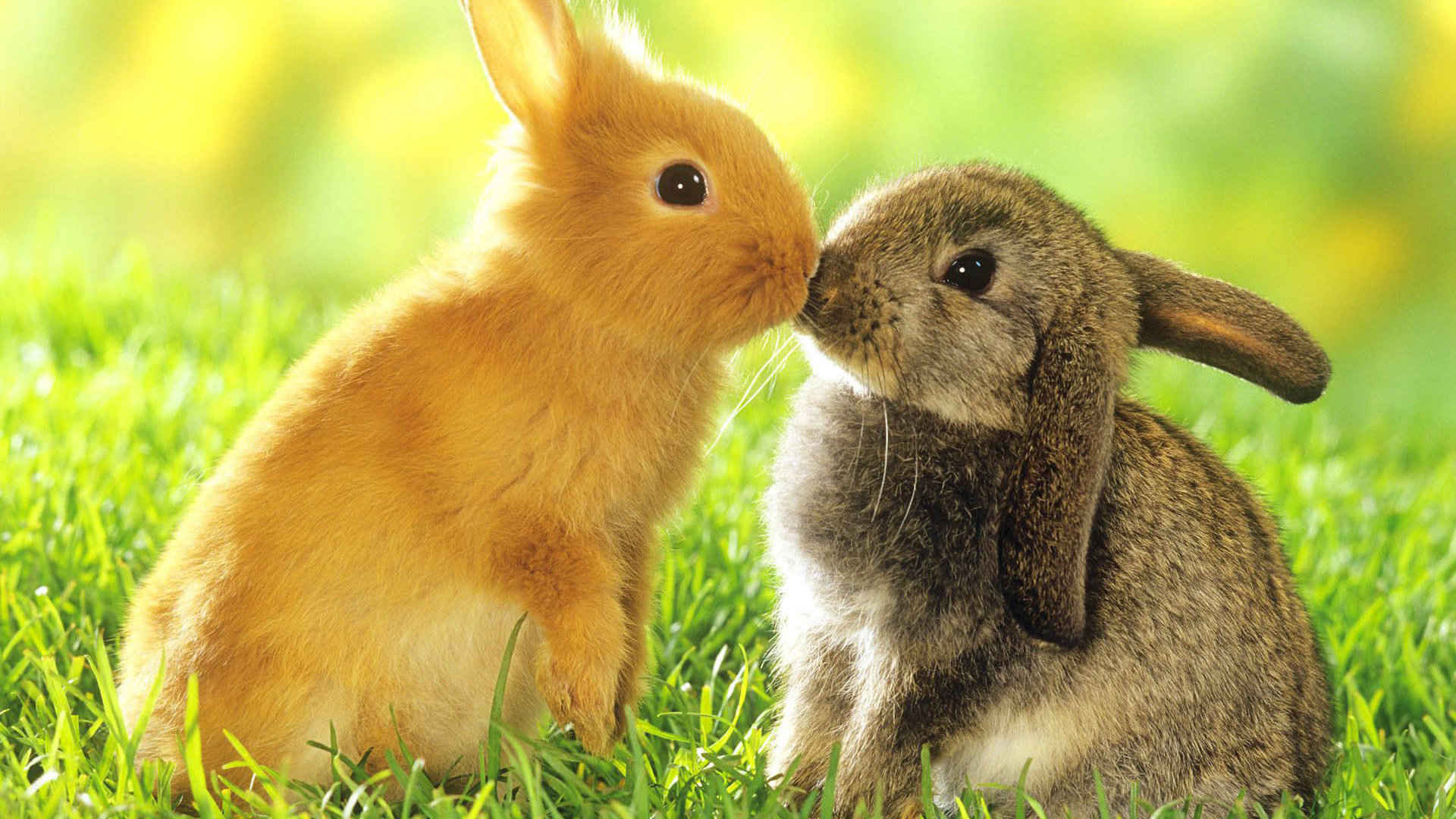 两只可爱的兔子呆萌小可爱图片-