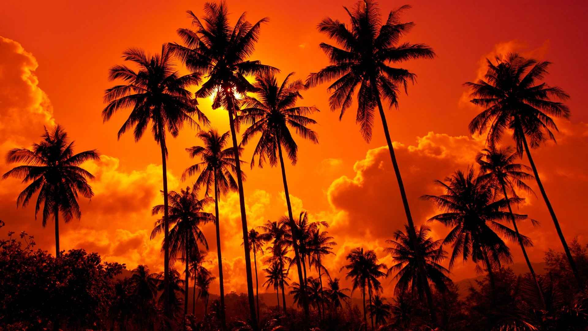 橙色夕阳下的棕榈树剪影壁纸-
