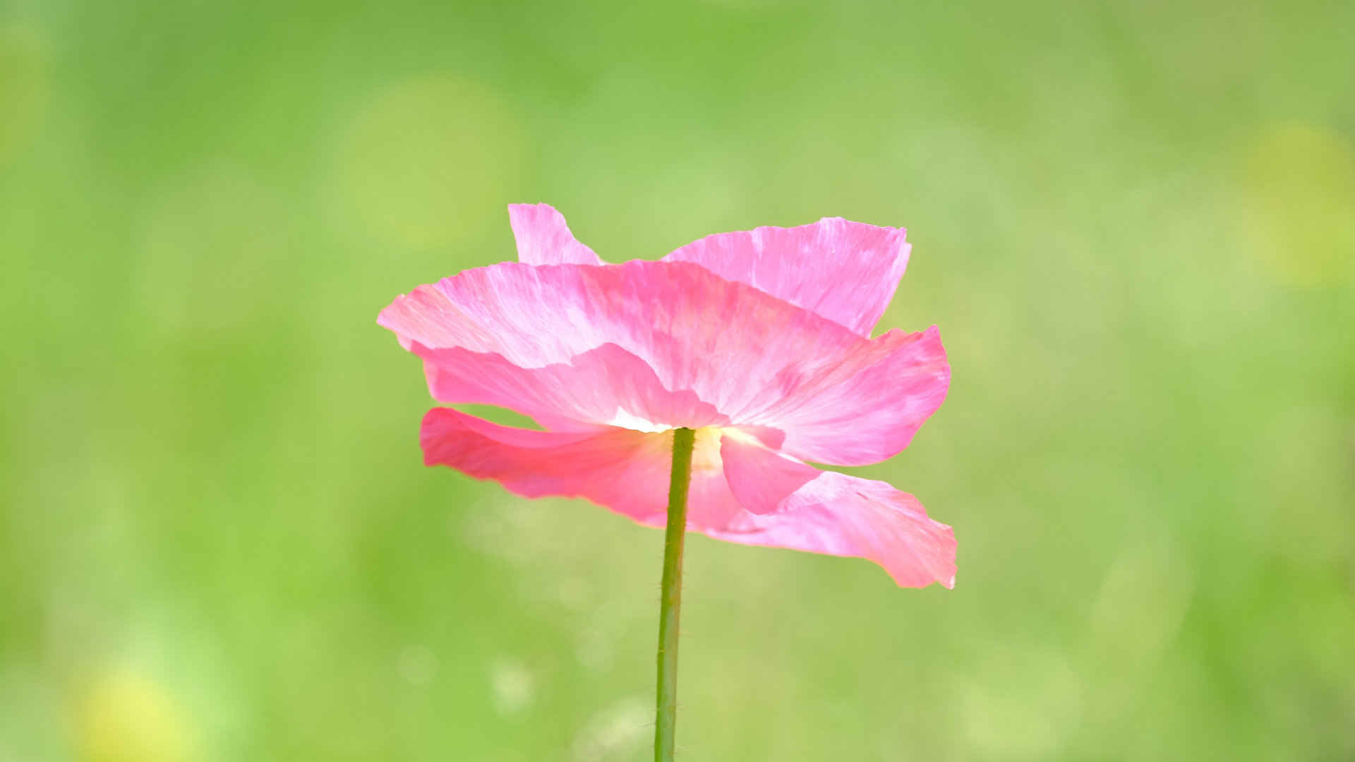 粉红色罂粟花壁纸-