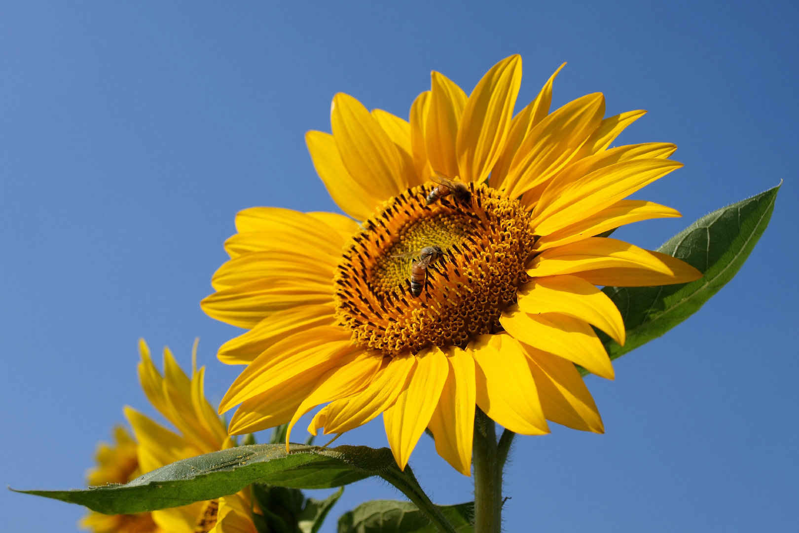 向日葵上的蜜蜂壁纸-