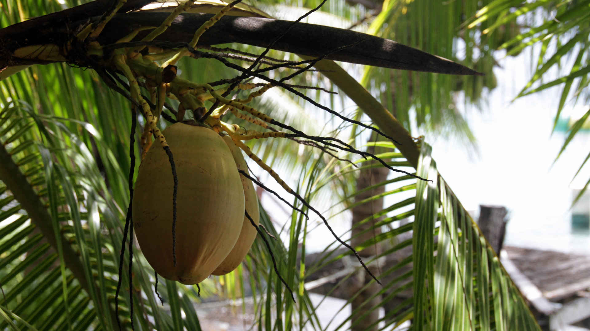 海边椰树上的椰子图片