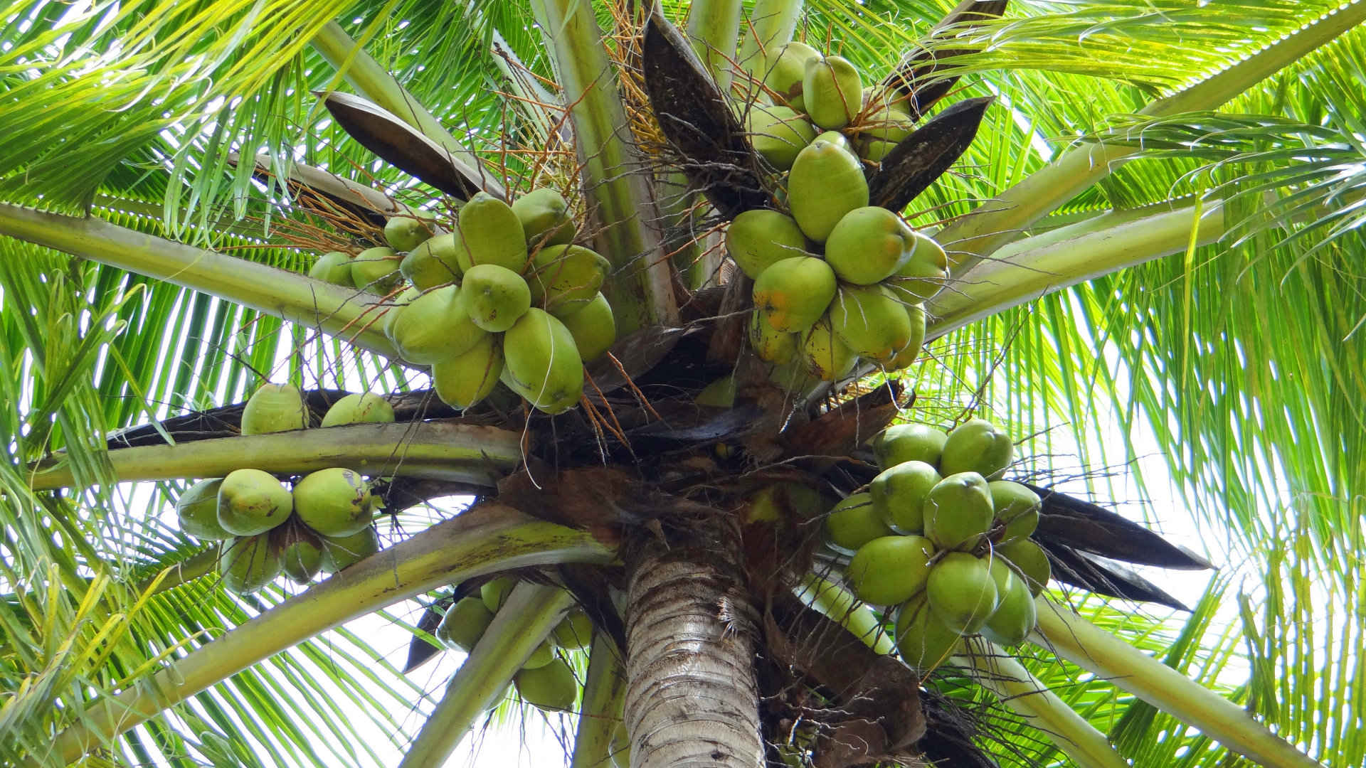 海边椰树上的椰子图片-
