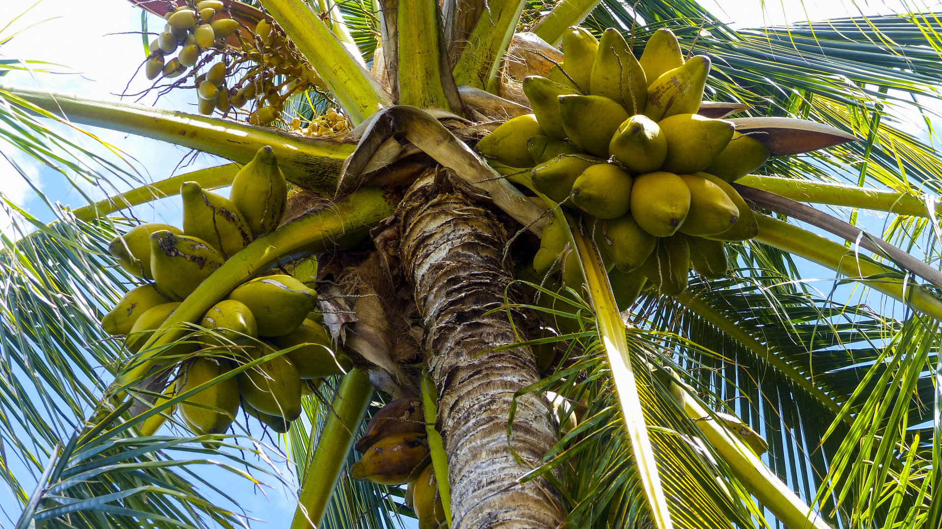 海边椰树上的椰子图片
