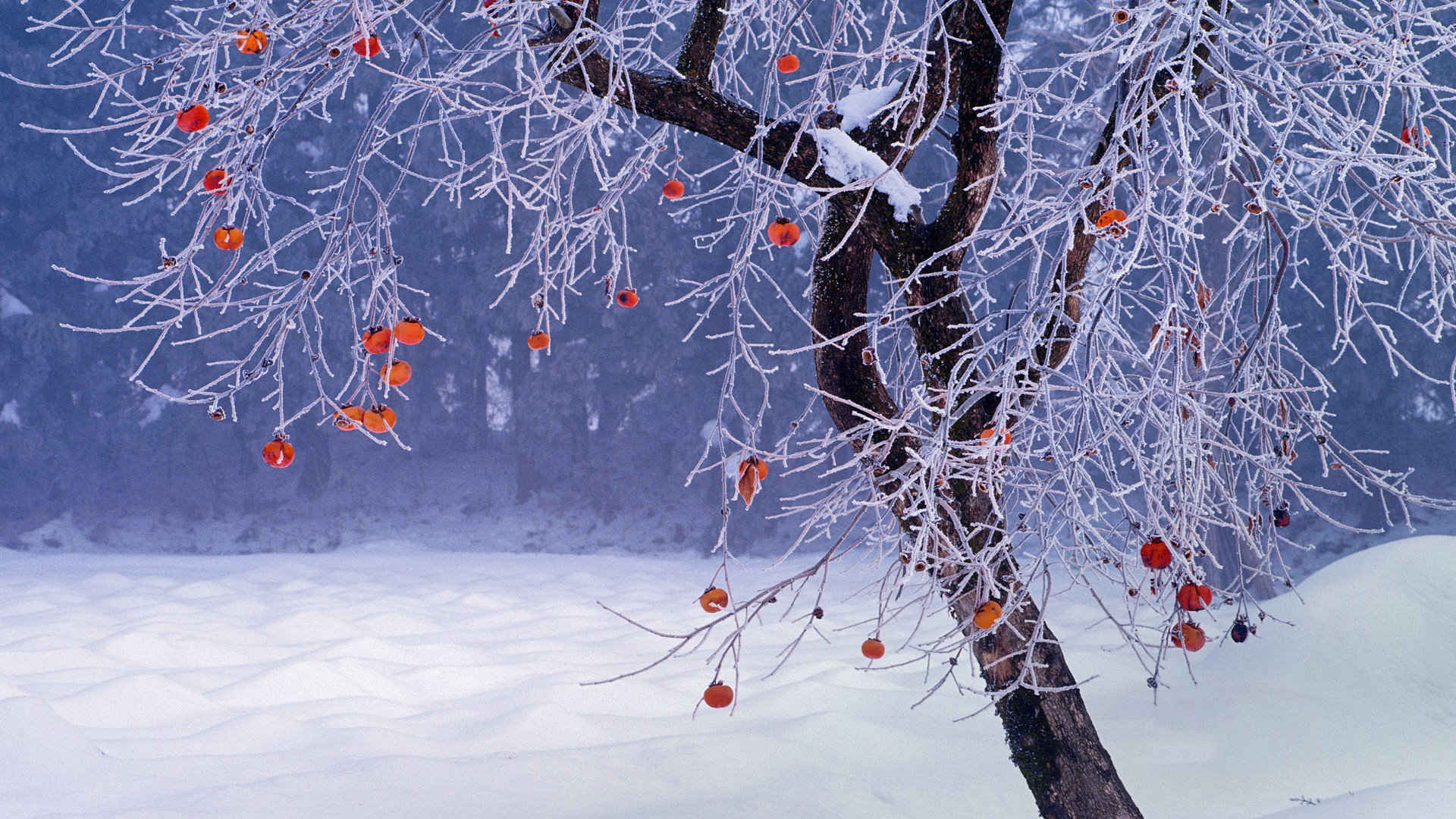 大雪 柿子树 被大雪覆盖的干煸柿子树唯美高清雪景壁纸图片-