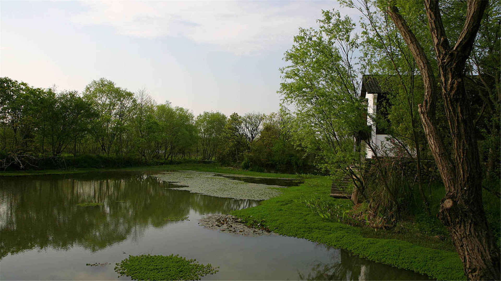西溪国家湿地公园绿色大自然风景壁纸图片大全