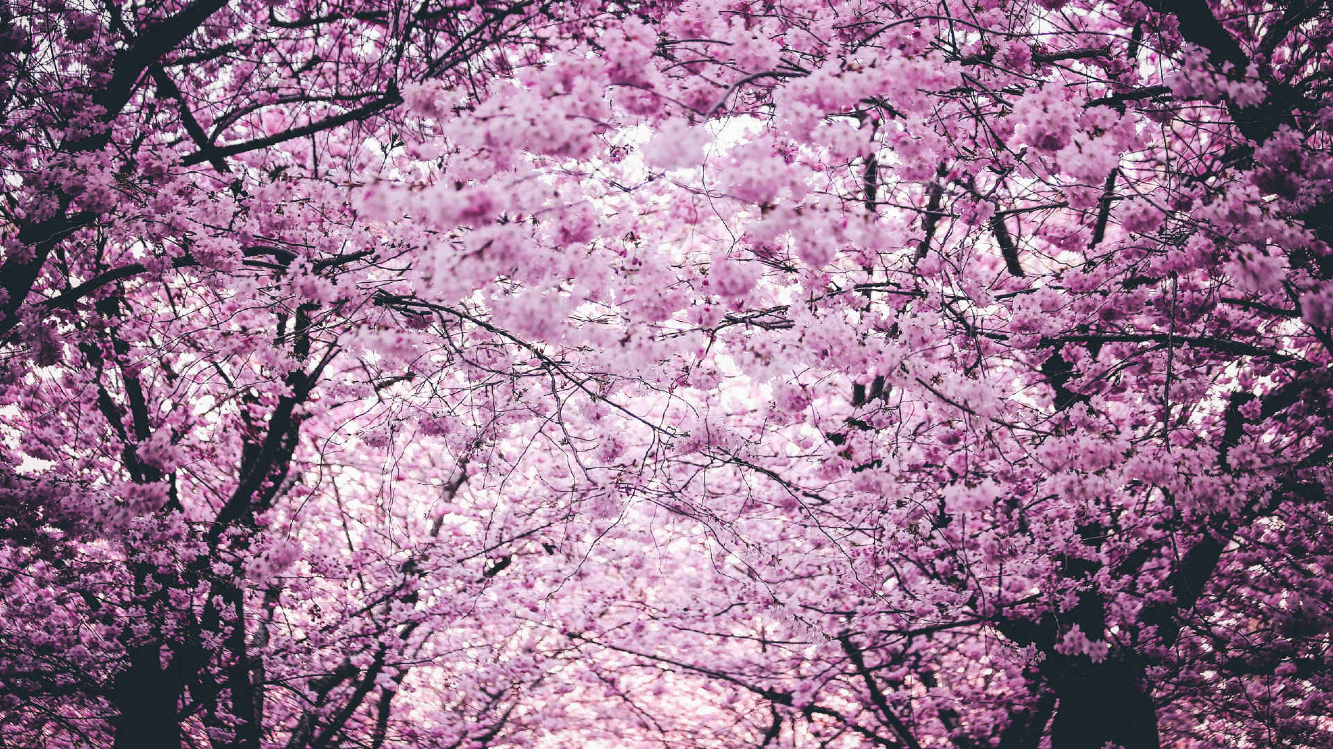 鲜艳的樱花最漂亮的自然风景-