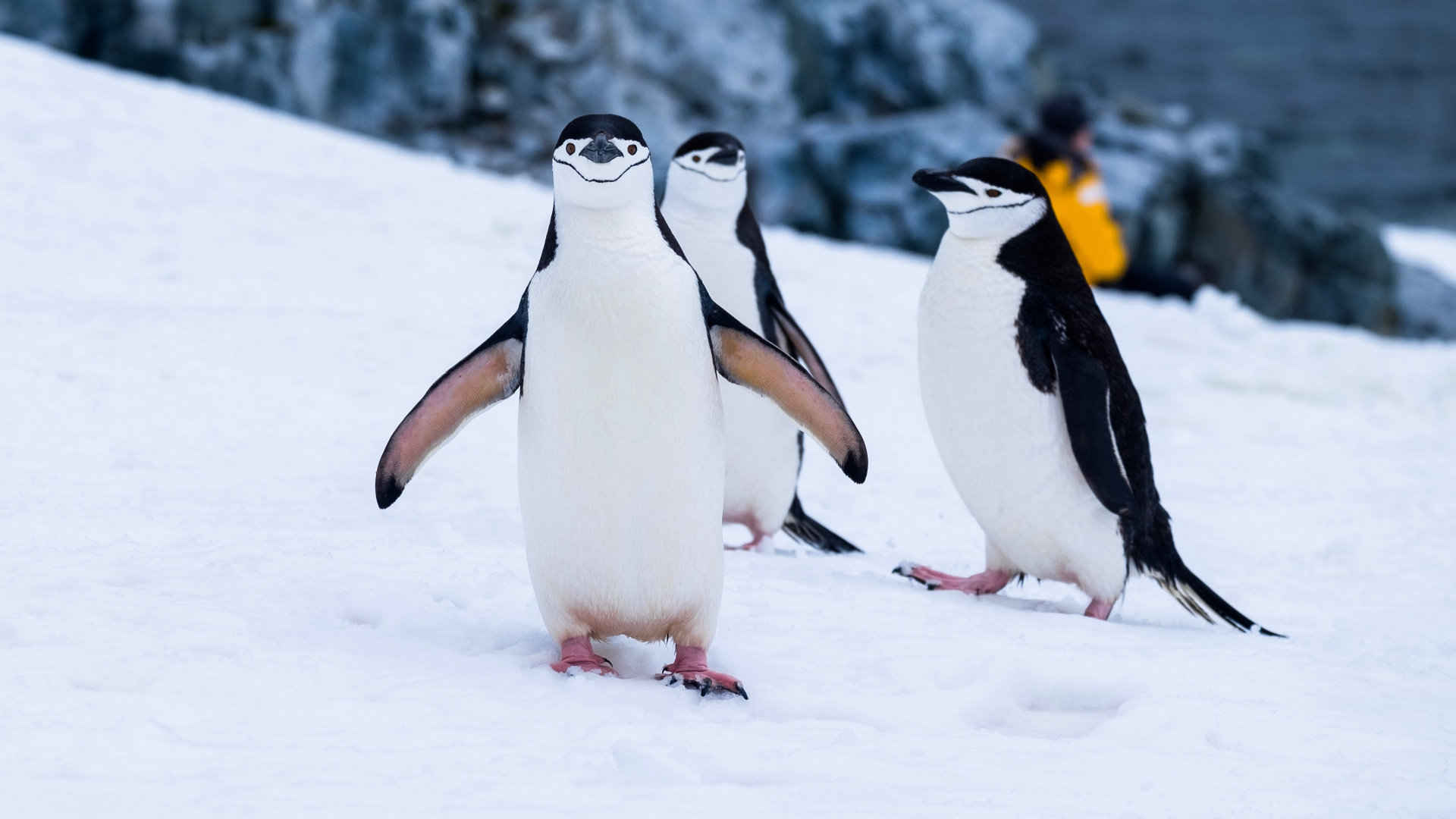企鹅可爱萌系图片-