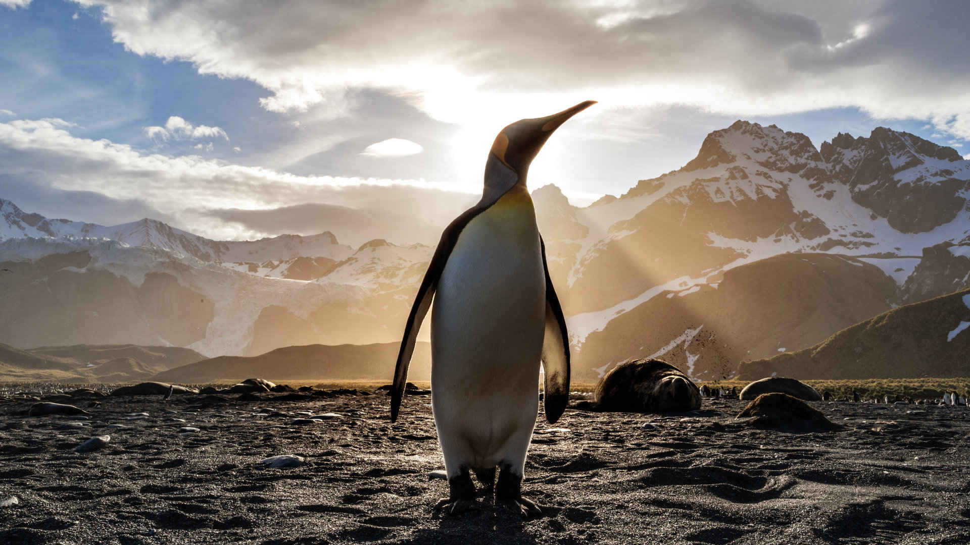 企鹅可爱萌系图片