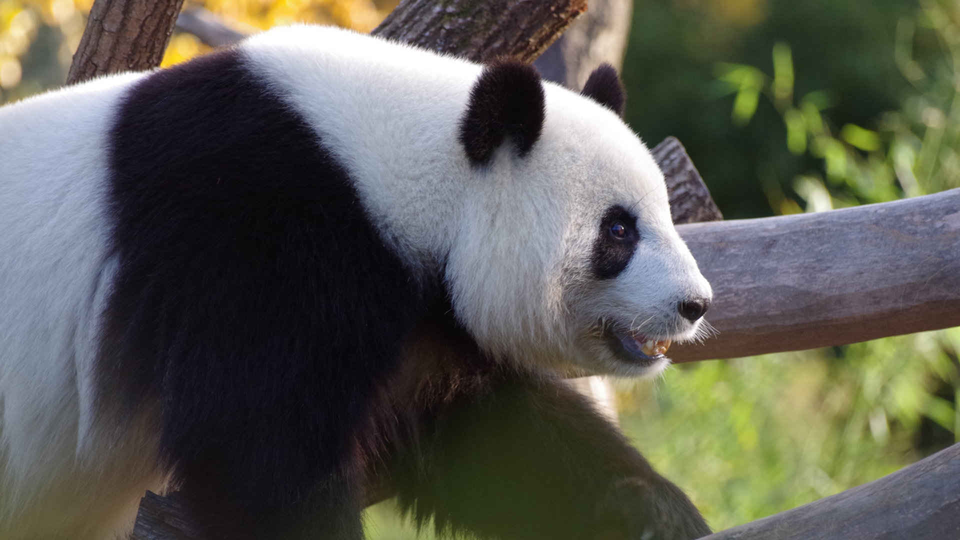 可爱大熊猫壁纸高清
