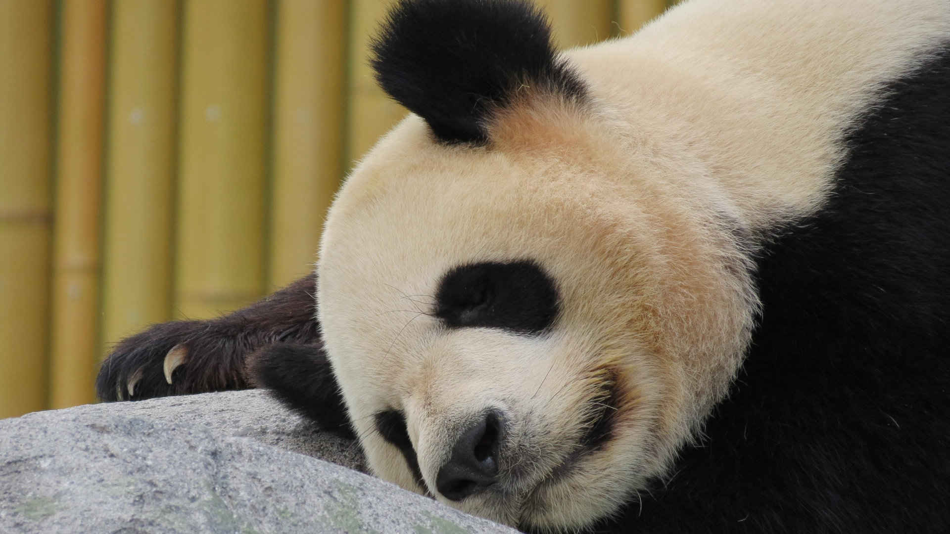 可爱大熊猫壁纸高清