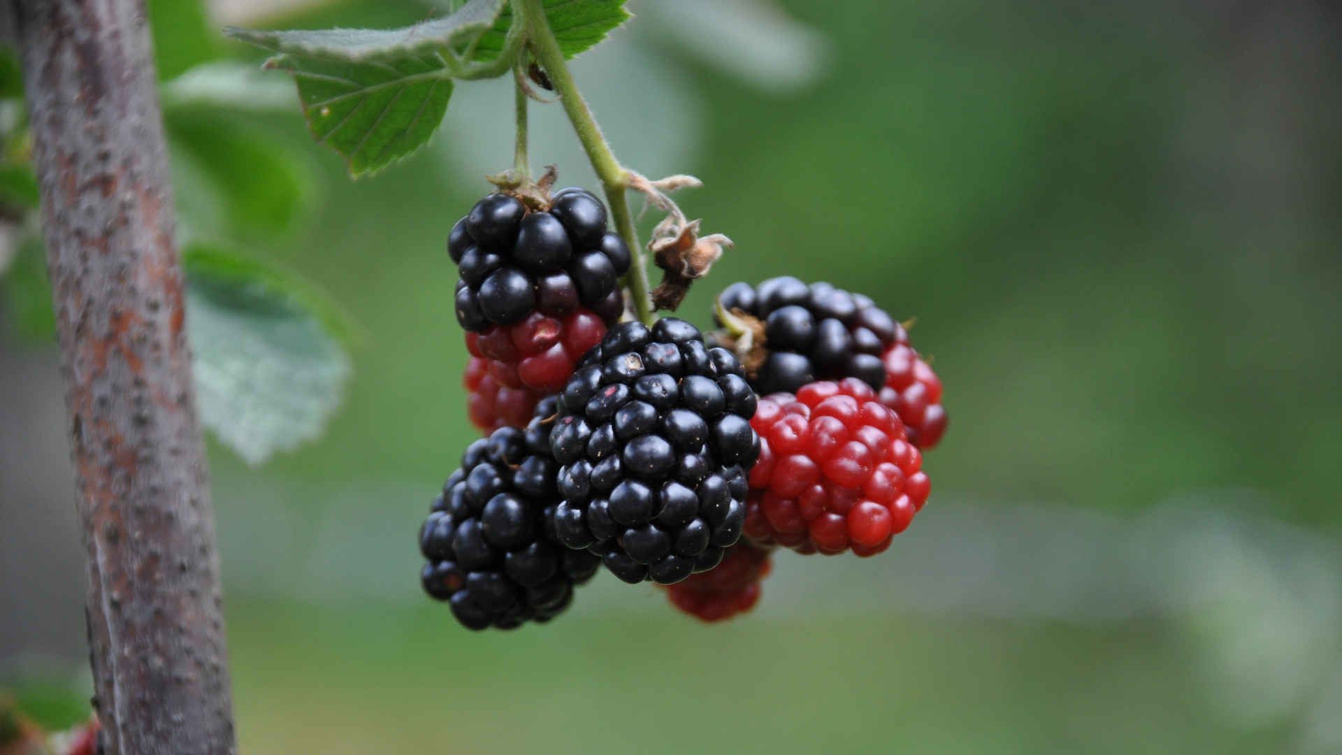 黑莓树上的黑莓图片