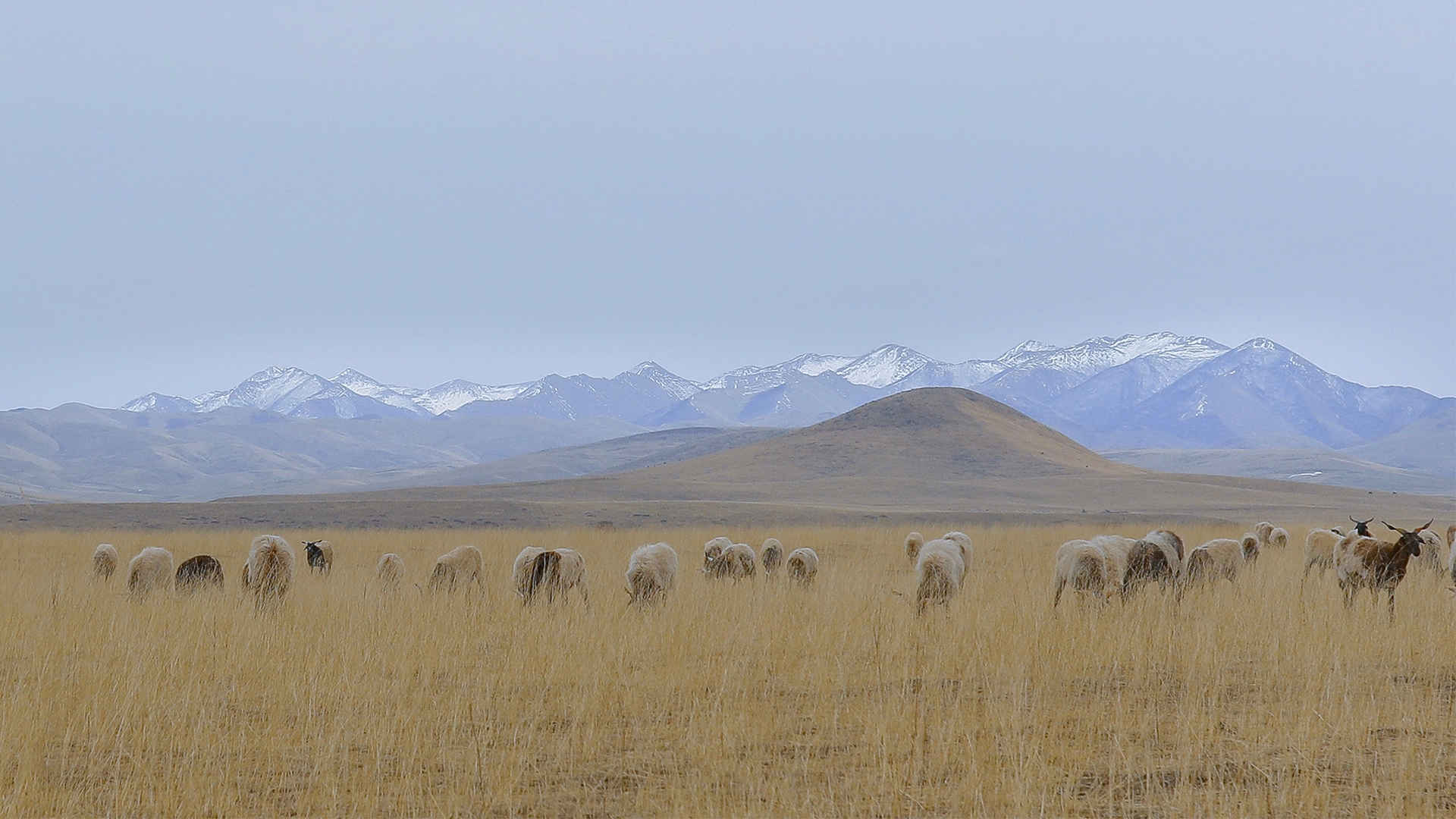 冬天草原牧场温柔神仙的背景图