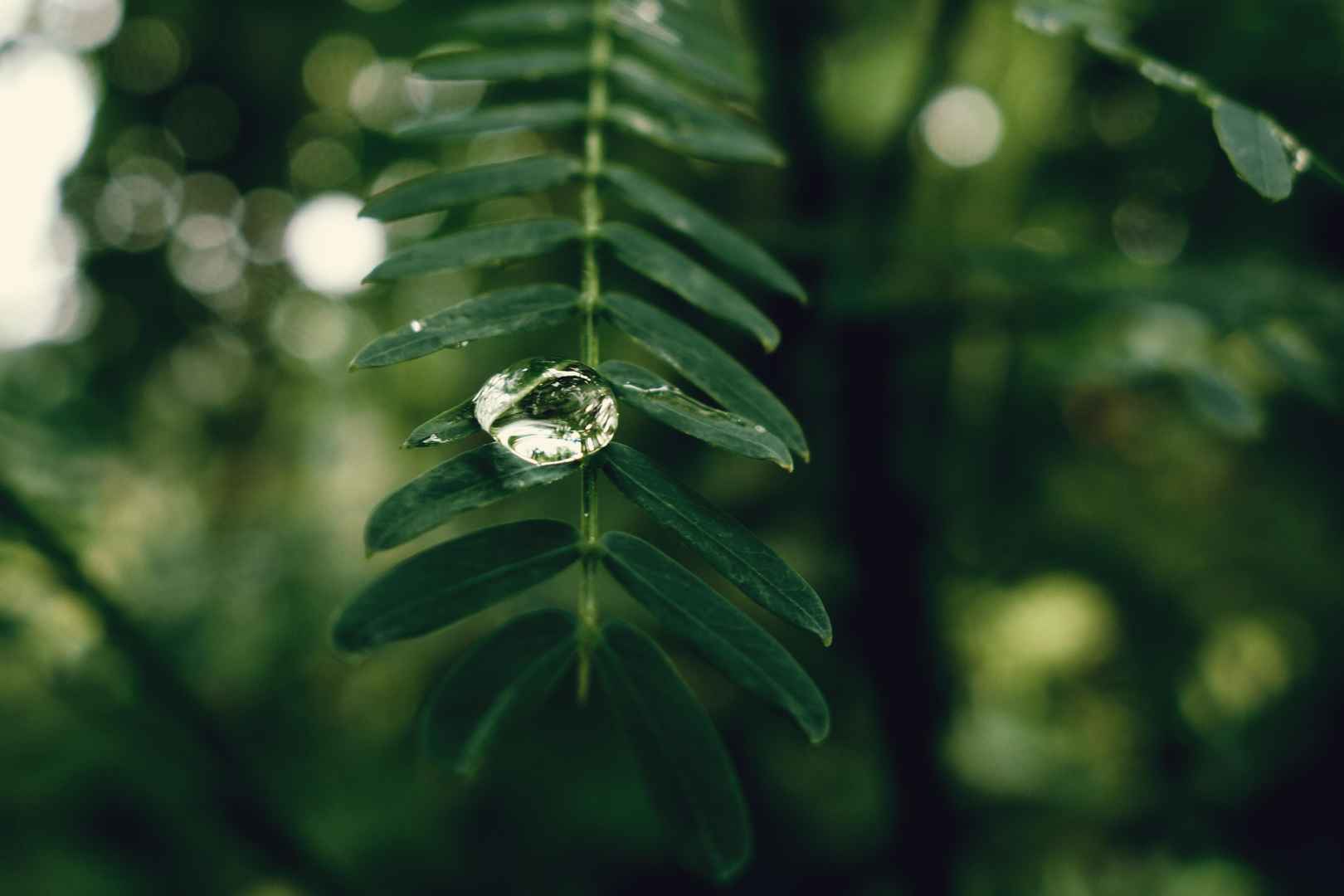 绿叶上的雨滴唯美意境绿色护眼壁纸大全-