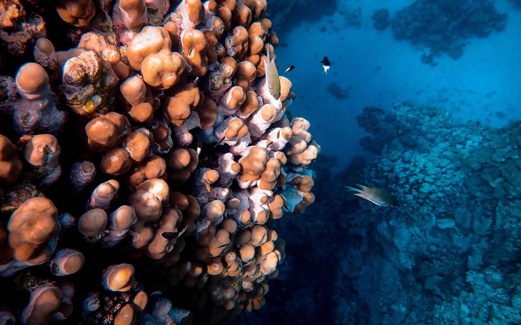 隐秘的海底世界珊瑚裙小鱼绝美风光电脑桌面壁纸-