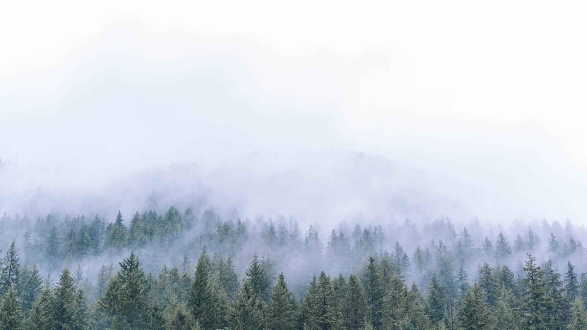 仙境般的薄雾森林世界高清壁纸