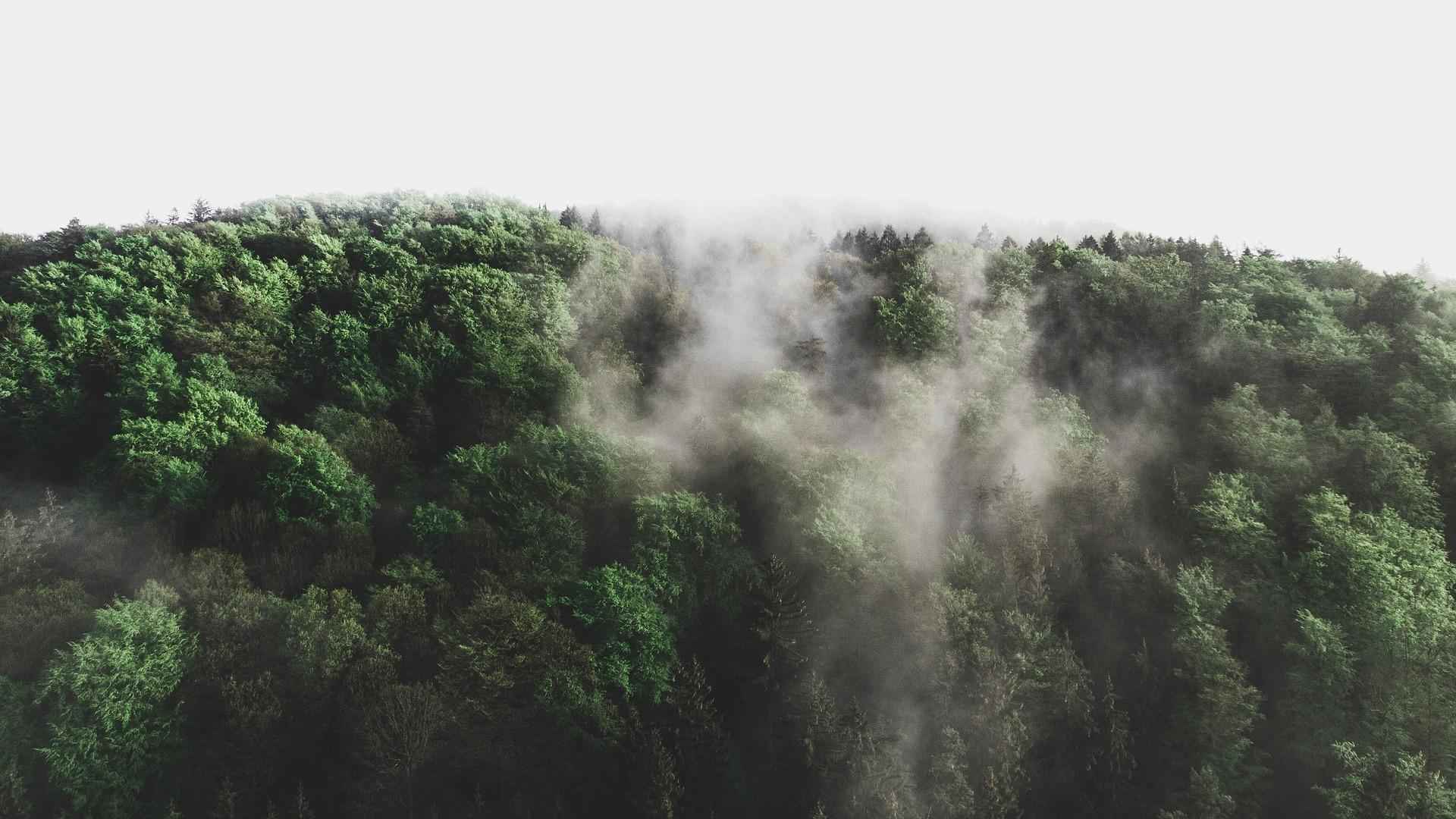 仙境般的薄雾森林世界壁纸图片-