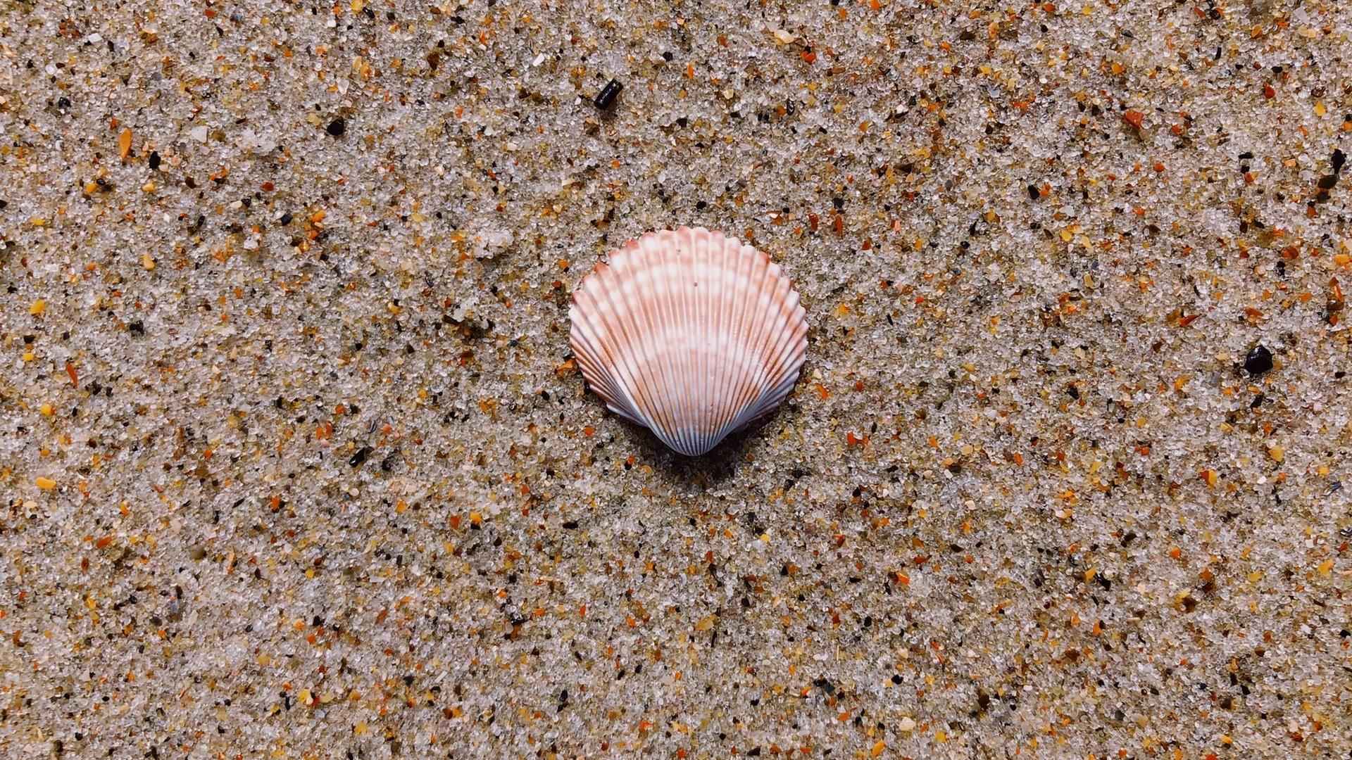 沙滩上贝壳与海螺意境风景电脑壁纸-