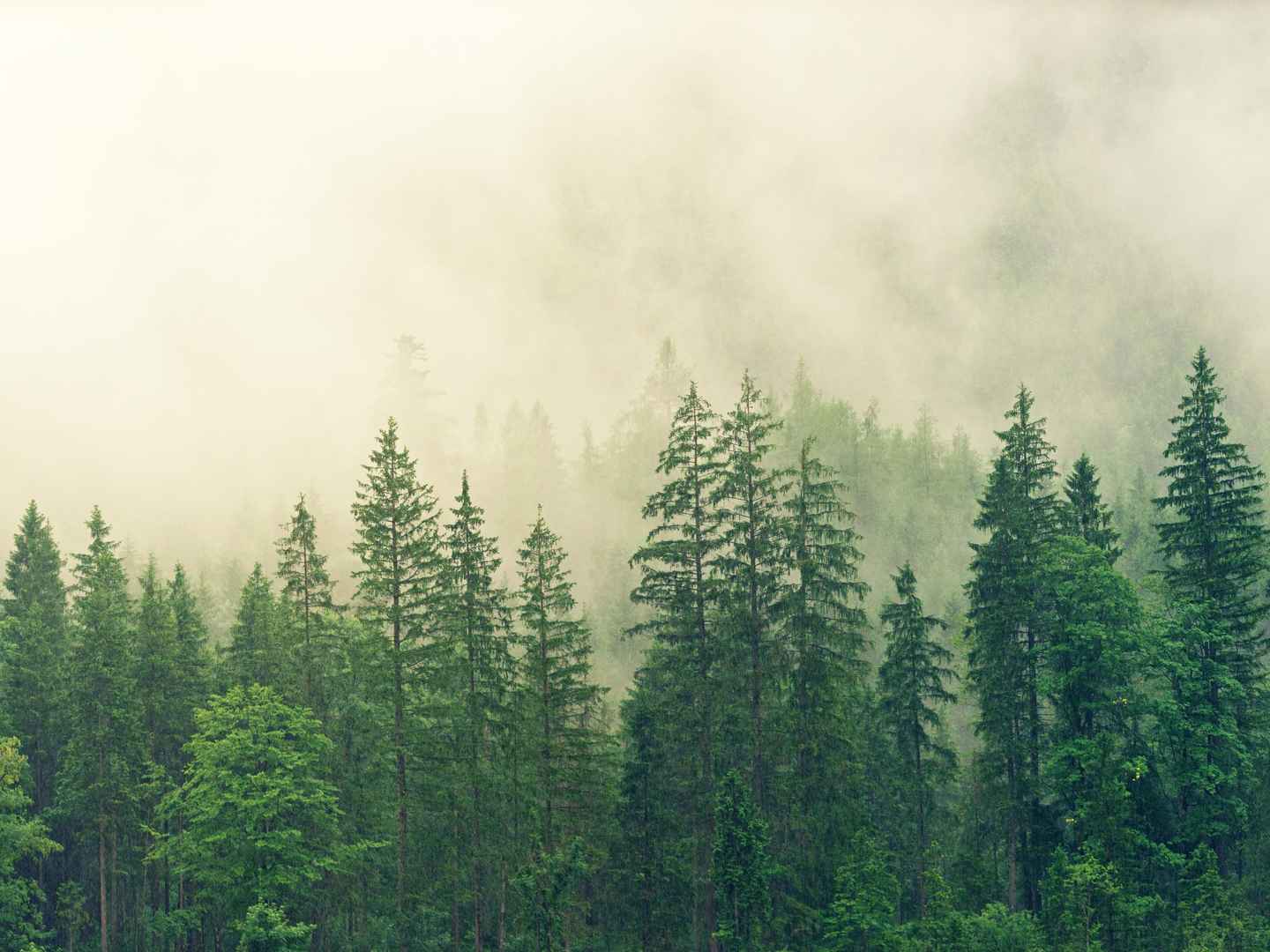 寂静下美丽的森林意境电脑壁纸-
