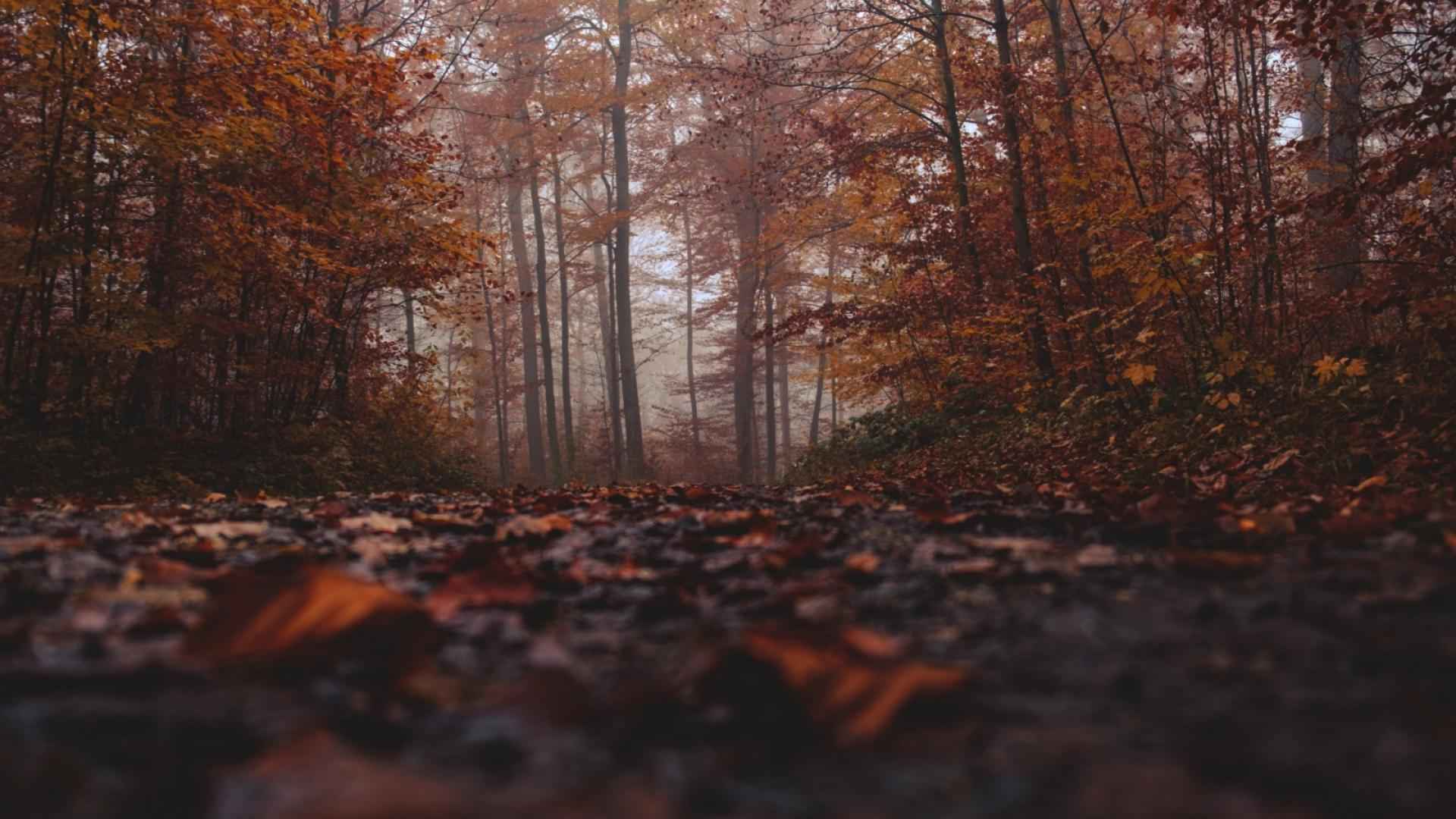 大森林的风景如画电脑壁纸