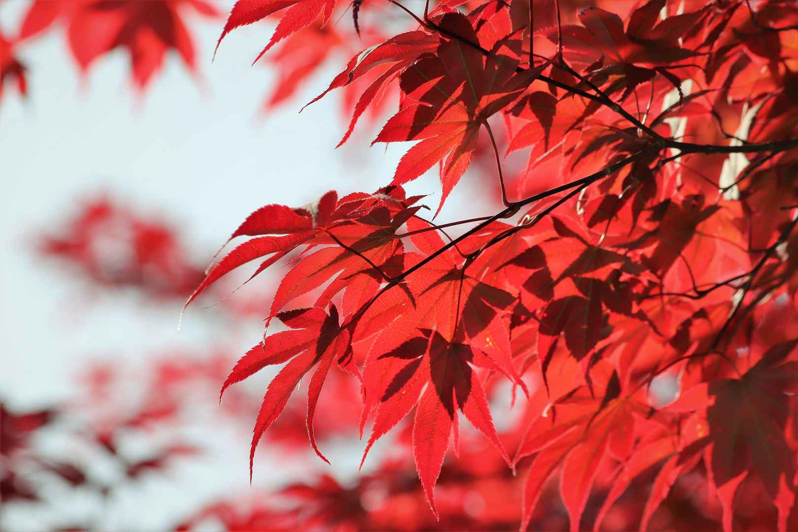 最美的秋天红叶高清电脑壁纸-