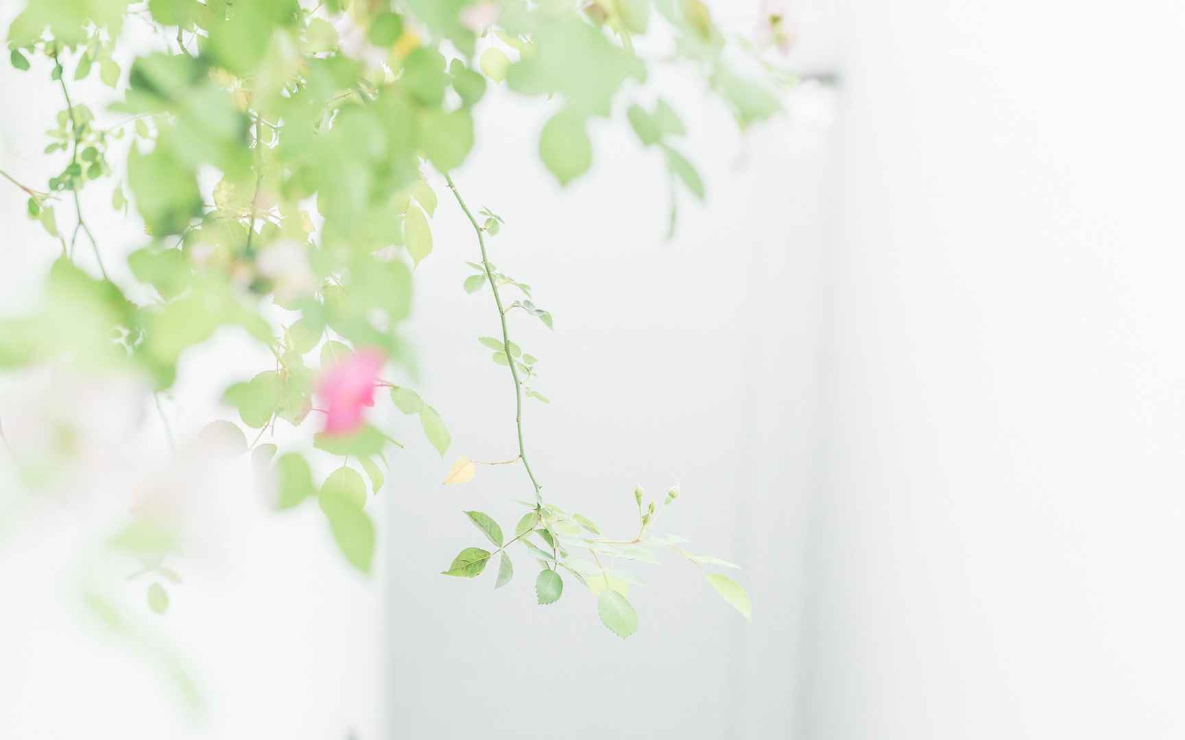 小清新植物树叶美景桌面壁纸