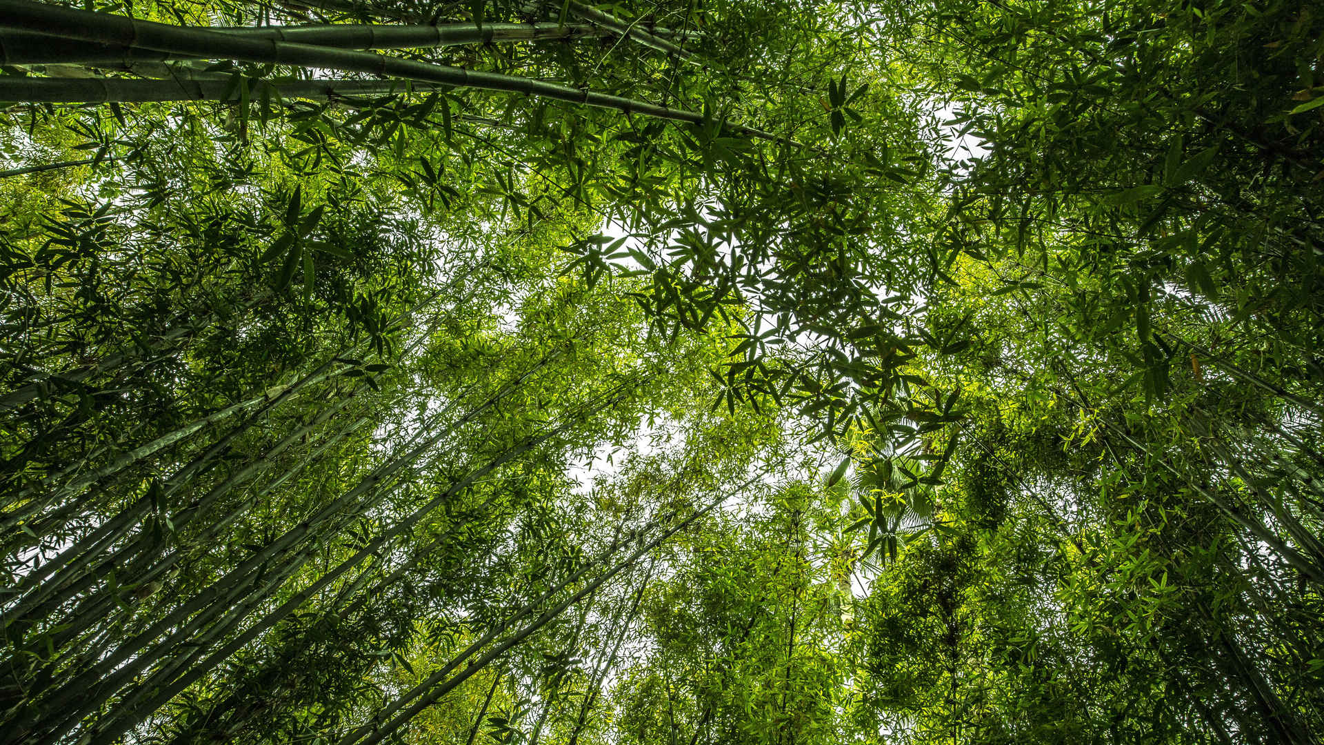 四季常青的竹子图片