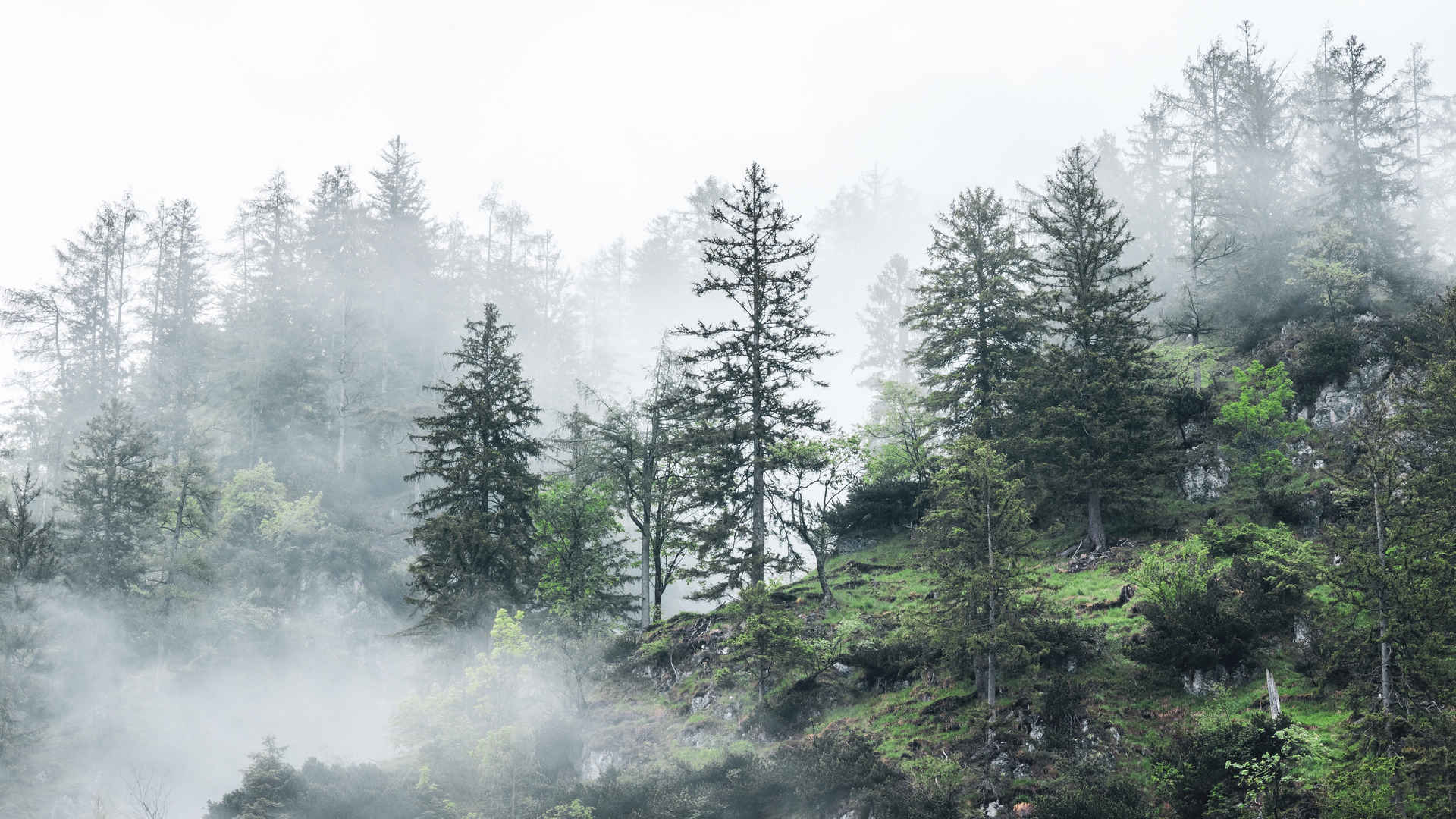 雾气缭绕的山林图片