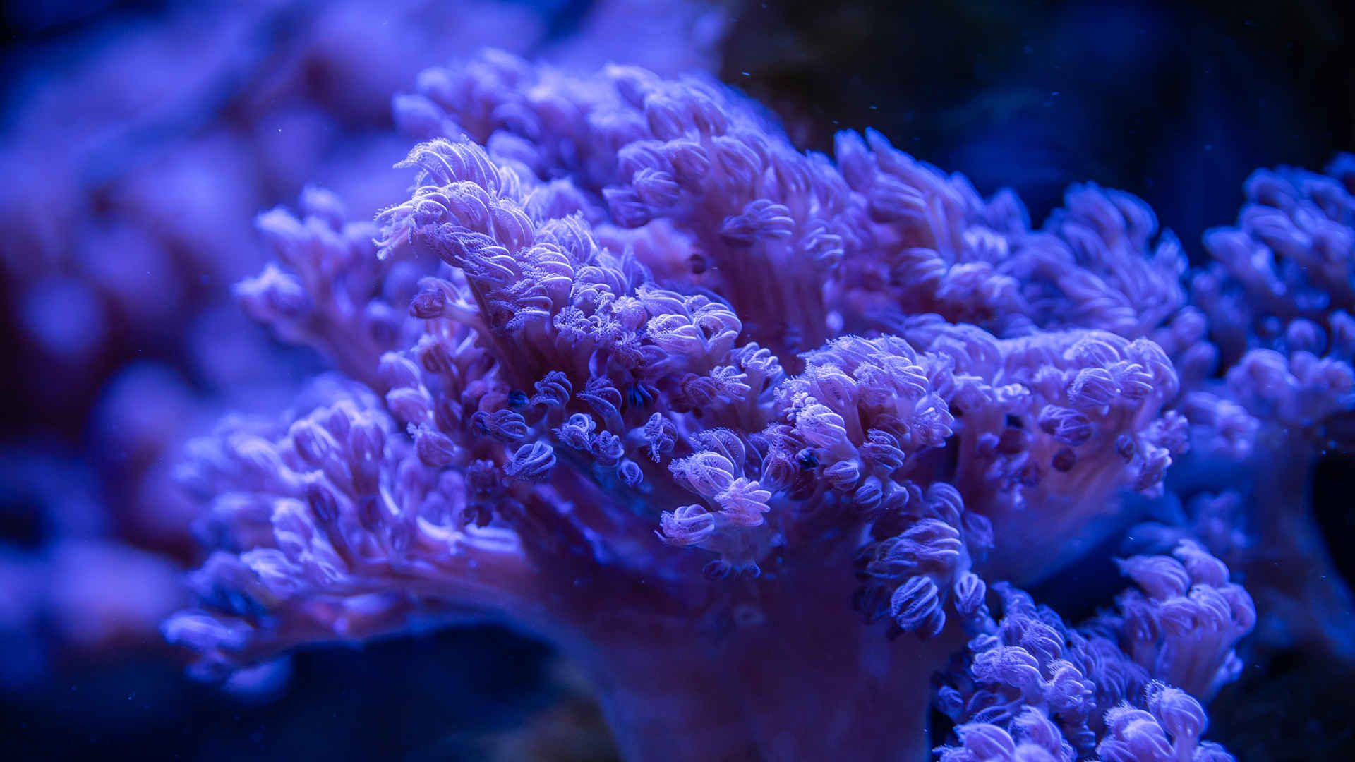 美丽的珊瑚图片