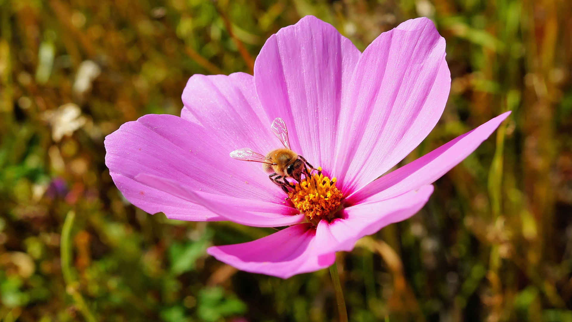 花瓣上采蜜的蜜蜂图片-