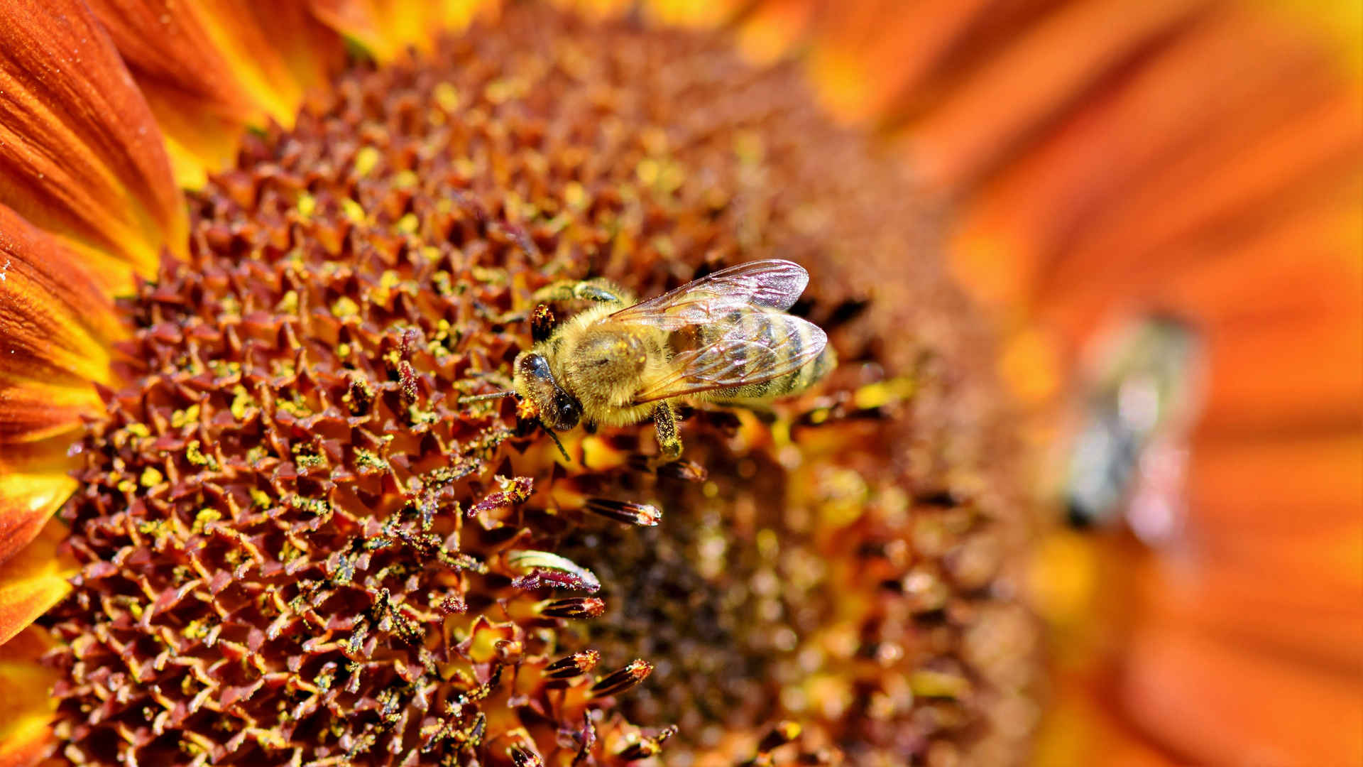 花瓣上采蜜的蜜蜂图片